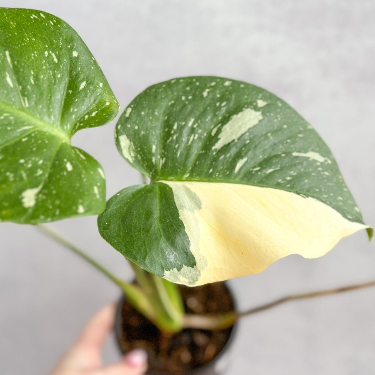 Monstera deliciosa 'Thai Constellation'-Potted Houseplants-The Succulent Source