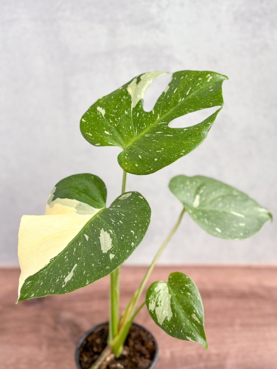 Monstera deliciosa 'Thai Constellation'-Potted Houseplants-The Succulent Source