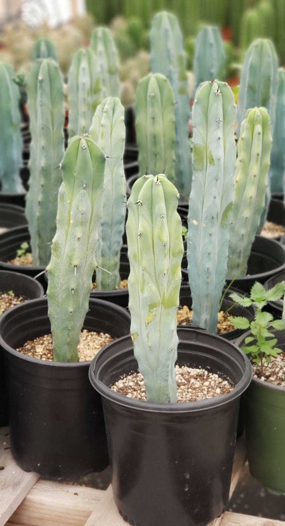 Myrtillocactus Geometrizans Monstrose Crested Cactus Cuttings & Potted-Cactus - Cutting-The Succulent Source