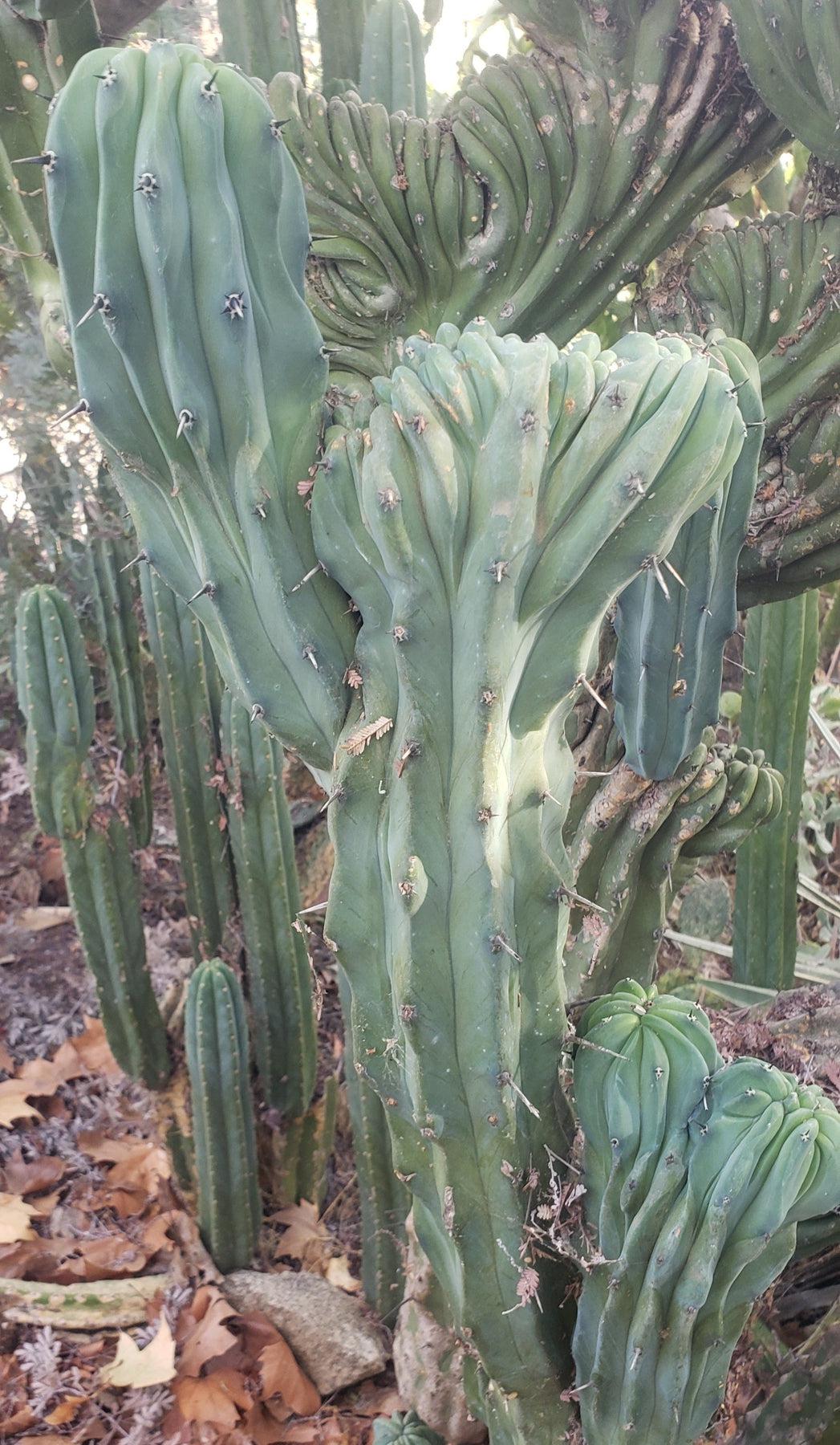 Myrtillocactus Geometrizans Monstrose Crested Cactus Cuttings & Potted-Cactus - Cutting-The Succulent Source