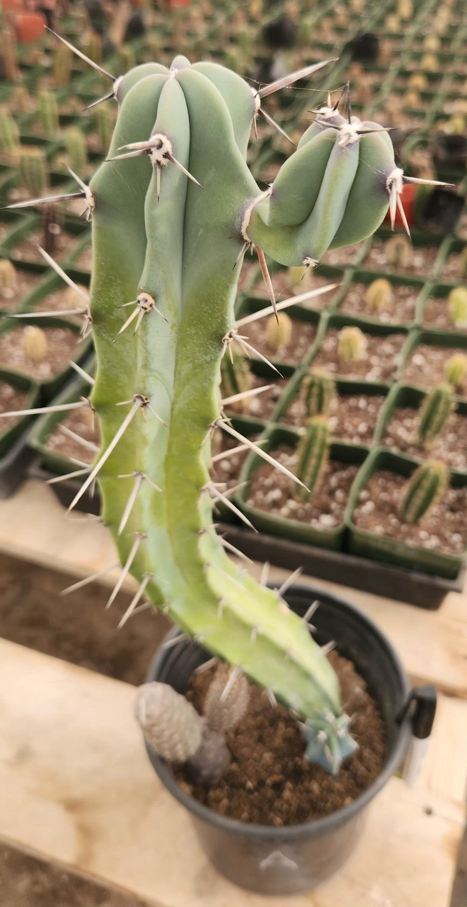 Myrtillocactus Geometrizans Blue Candle Monstrose Crested Cactus Cuttings & Potted-Cactus - Cutting-The Succulent Source