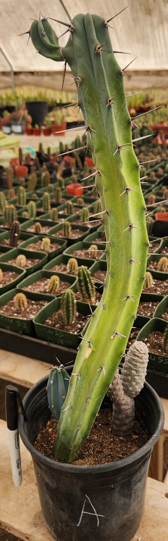 STACKER graft, Myrtillocactus on sale geometrizans Monstrose form, exact cactus