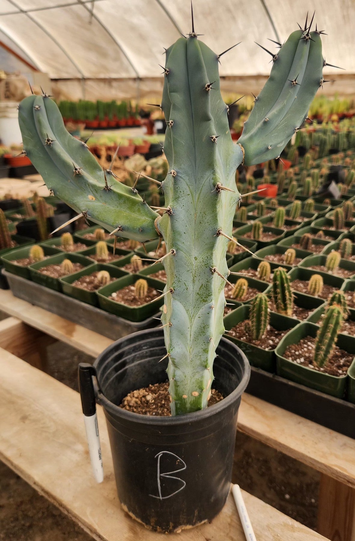 Myrtillocactus Geometrizans Blue Candle Monstrose Crested Cactus Cuttings & Potted-Cactus - Cutting-The Succulent Source