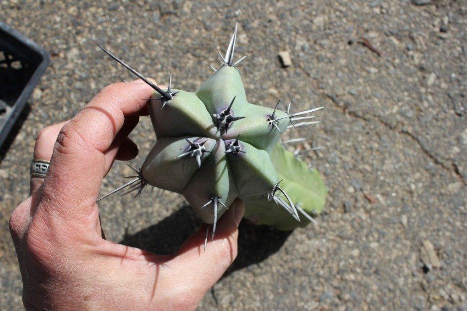 Myrtillocactus Geometrizans Cactus Cutting bulk wholesale succulent prices at the succulent source - 4