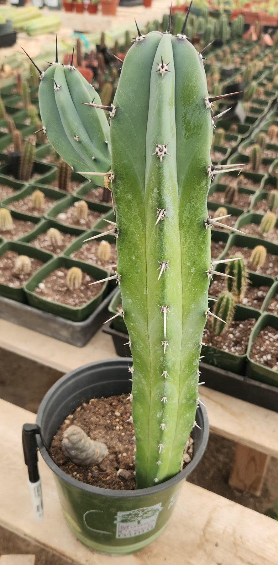 Myrtillocactus Geometrizans Blue Candle Monstrose Crested Cactus Cuttings & Potted-Cactus - Cutting-The Succulent Source