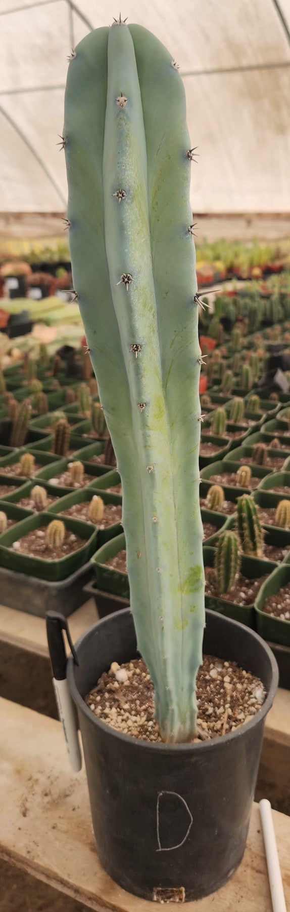 Myrtillocactus Geometrizans Blue Candle Monstrose Crested Cactus Cuttings & Potted-Cactus - Cutting-The Succulent Source