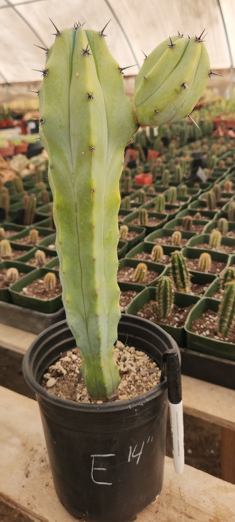 Myrtillocactus Geometrizans Blue Candle Monstrose Crested Cactus Cuttings & Potted-Cactus - Cutting-The Succulent Source