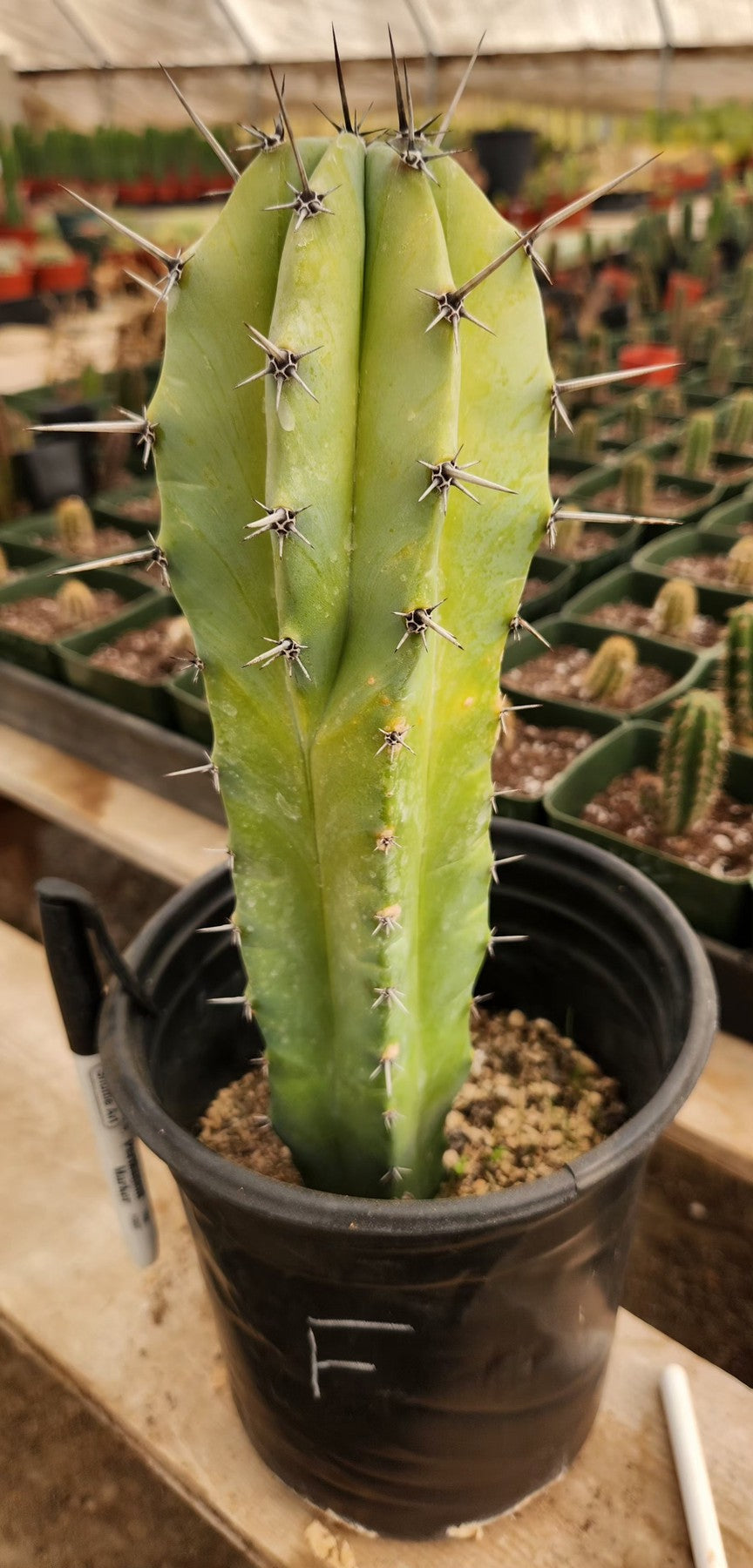 Myrtillocactus Geometrizans Blue Candle Monstrose Crested Cactus Cuttings & Potted-Cactus - Cutting-The Succulent Source