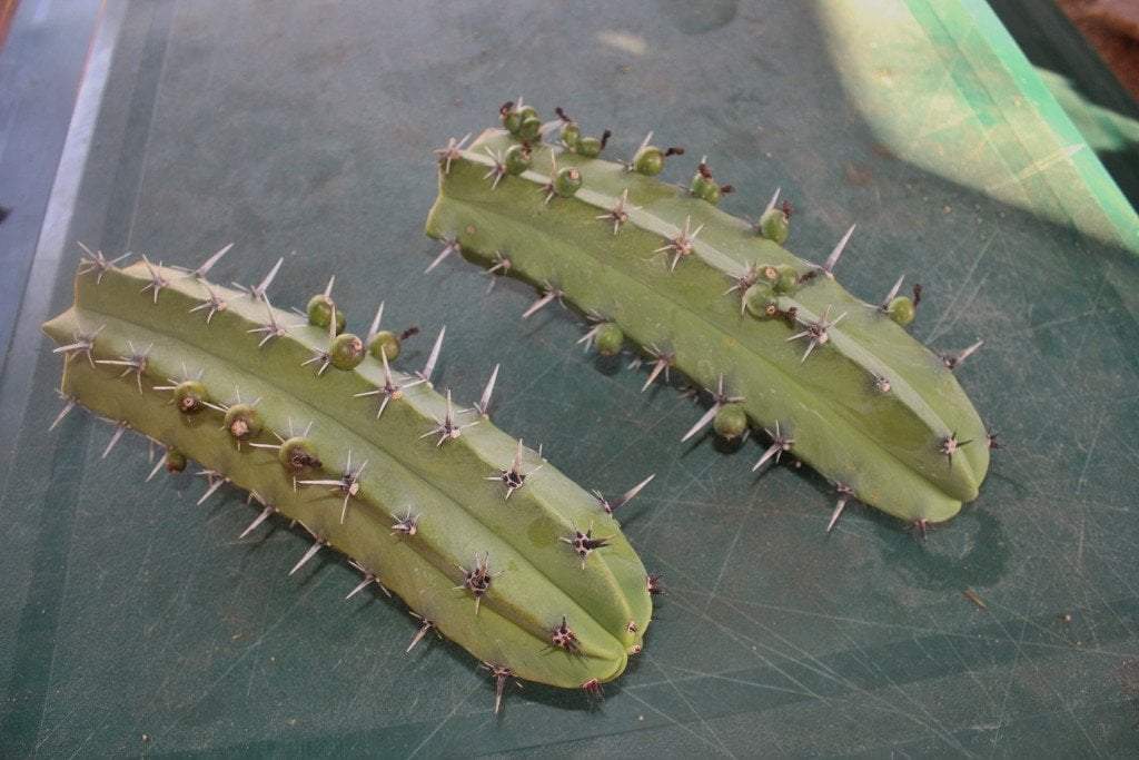 Myrtillocactus Geometrizans Cactus Cutting-Cactus - Cutting-The Succulent Source