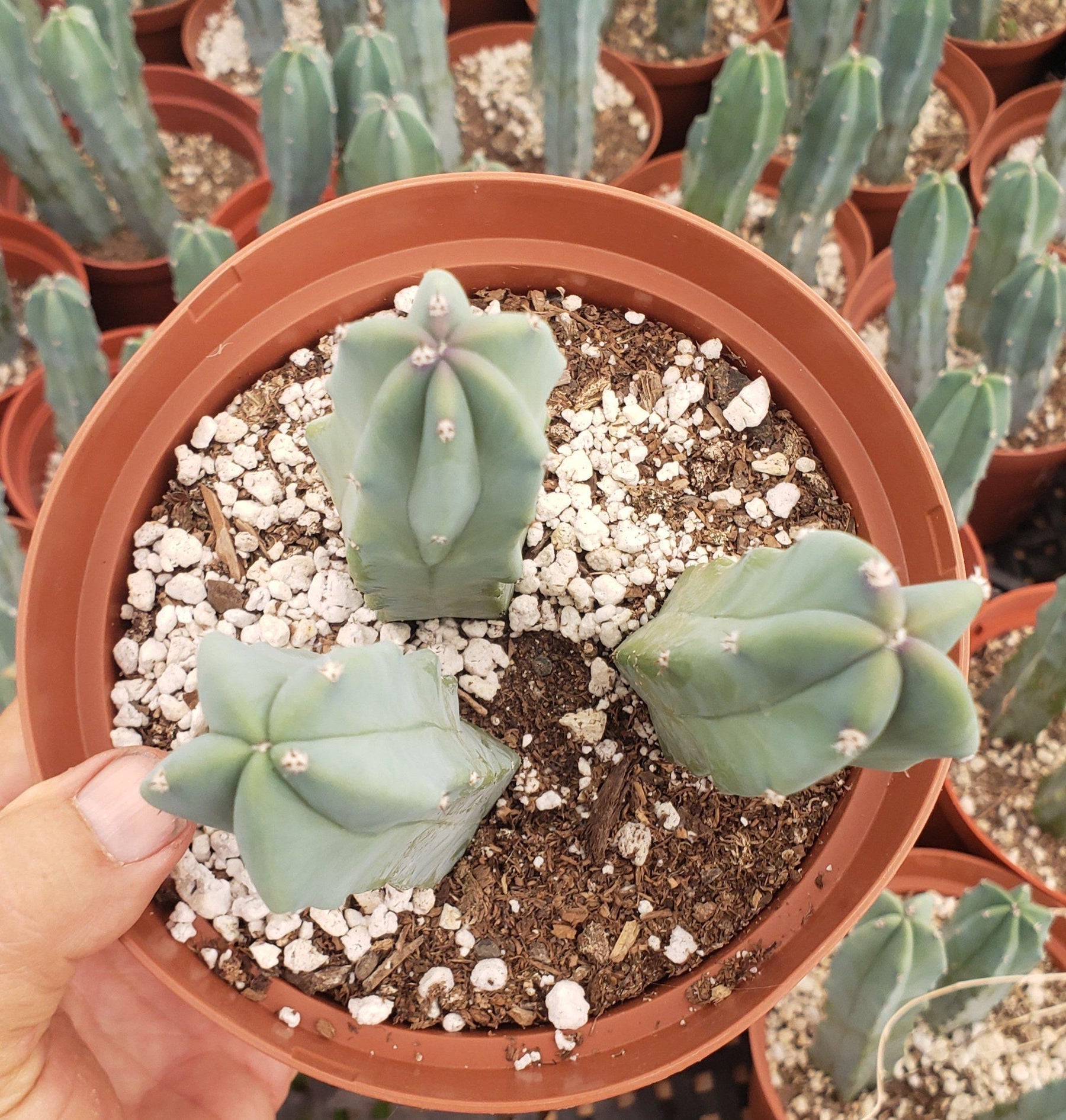 Myrtillocactus Geometrizans Cactus Cuttings & Potted-Cactus - Cutting-The Succulent Source