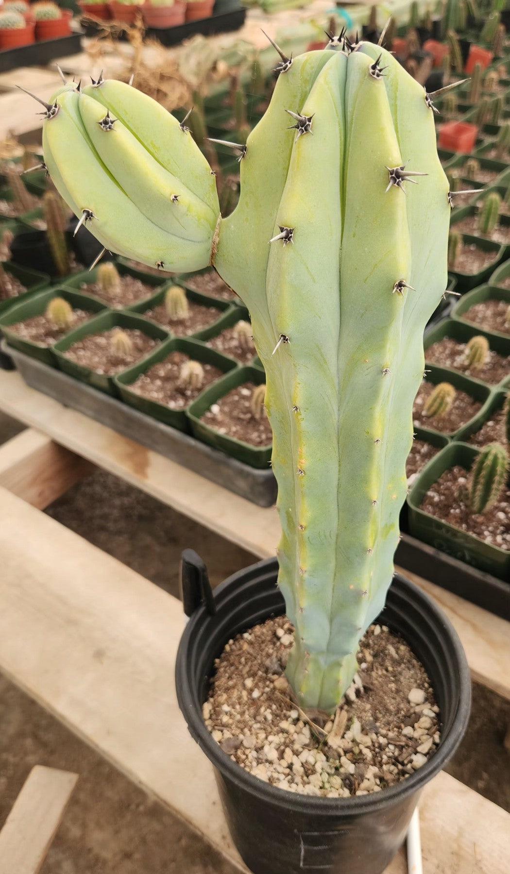 Myrtillocactus Geometrizans Blue Candle Monstrose Crested Cactus Cuttings & Potted-Cactus - Cutting-The Succulent Source