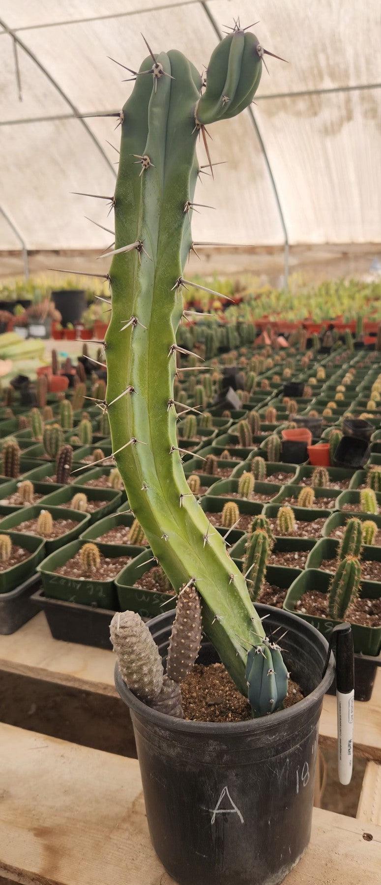 Myrtillocactus Geometrizans Blue Candle Monstrose Crested Cactus Cuttings & Potted-Cactus - Cutting-The Succulent Source