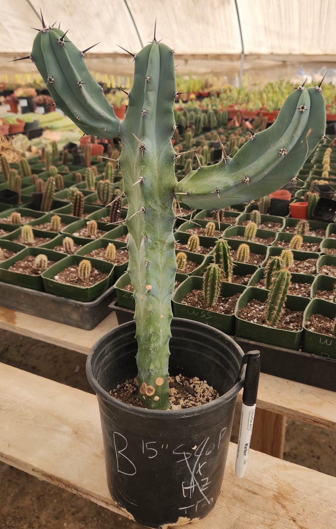 Myrtillocactus Geometrizans Blue Candle Monstrose Crested Cactus Cuttings & Potted-Cactus - Cutting-The Succulent Source