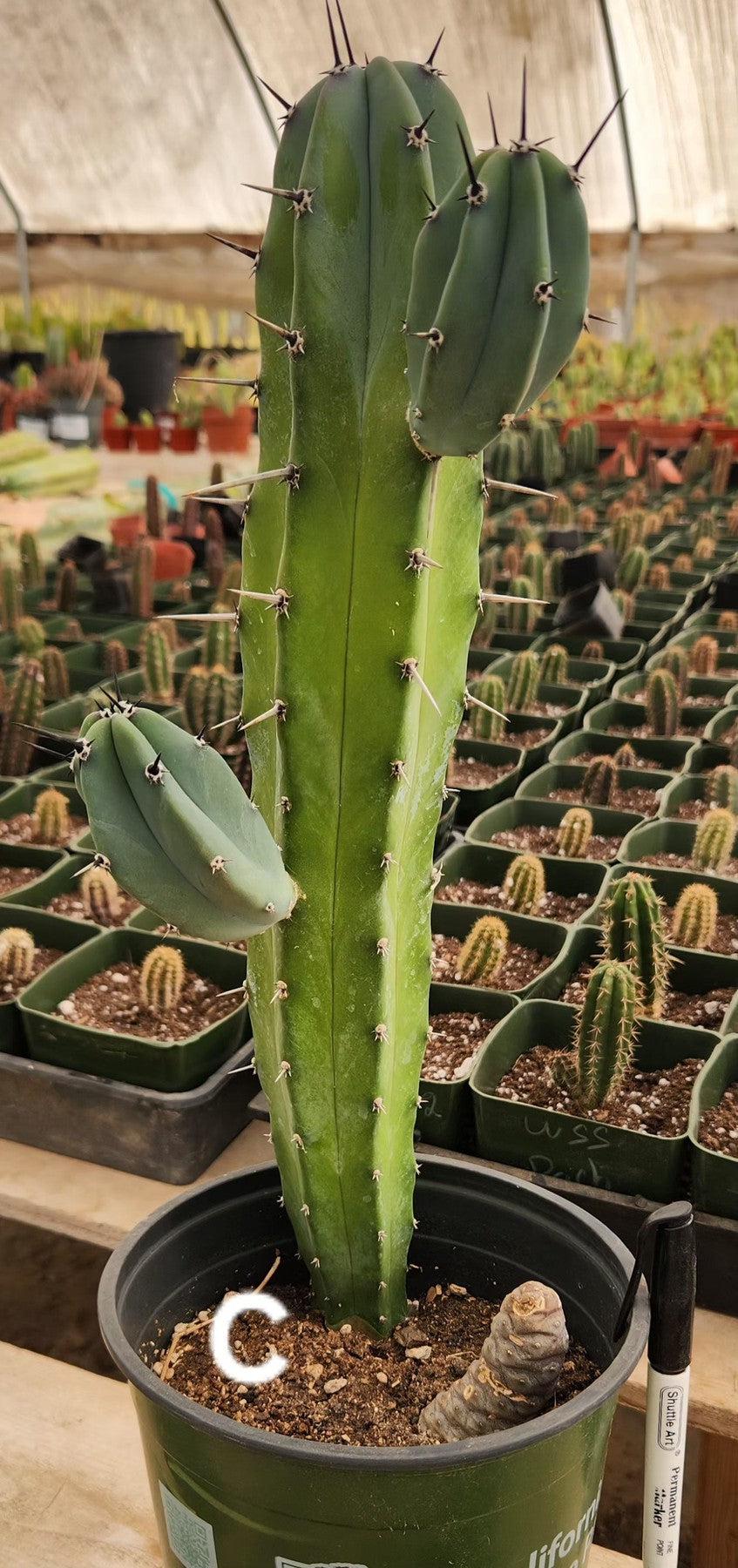 Myrtillocactus Geometrizans Blue Candle Monstrose Crested Cactus Cuttings & Potted-Cactus - Cutting-The Succulent Source