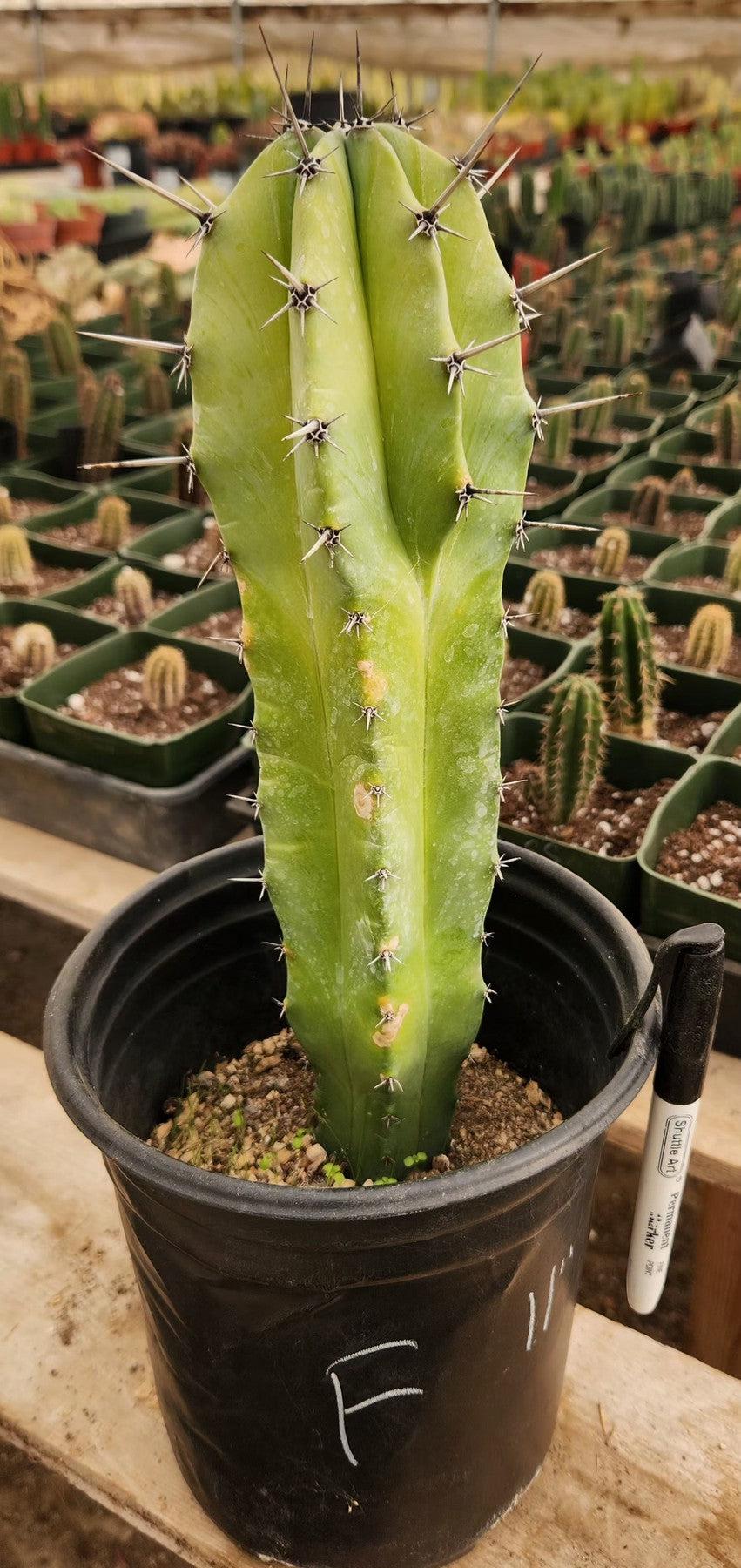 Myrtillocactus Geometrizans Blue Candle Monstrose Crested Cactus Cuttings & Potted-Cactus - Cutting-The Succulent Source