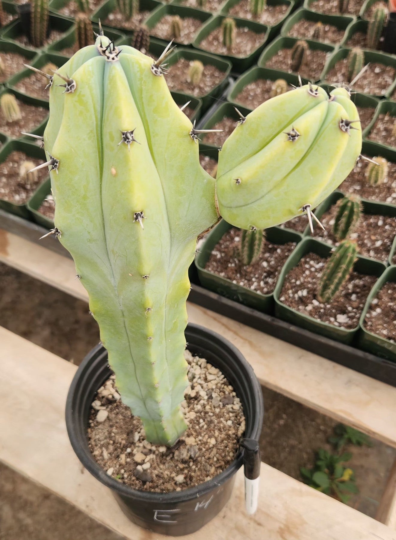 Myrtillocactus Geometrizans Monstrose Crested Cactus Cuttings & Potted