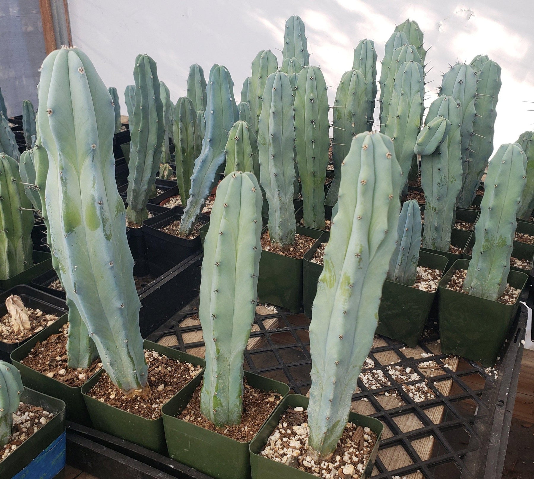 Myrtillocactus Geometrizans Monstrose Crested Cactus Cuttings & Potted