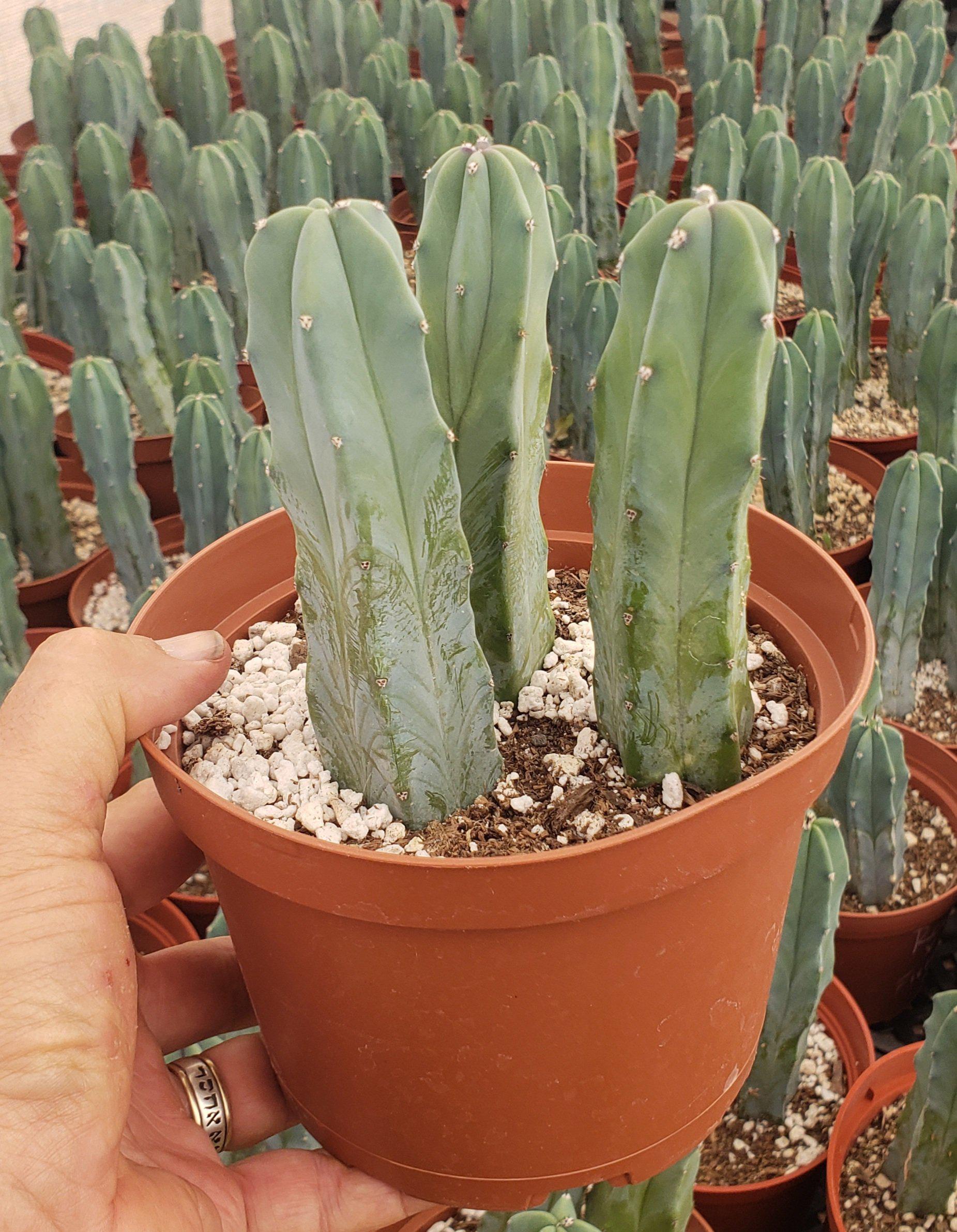 Myrtillocactus Geometrizans Monstrose Crested Cactus Cuttings & Potted