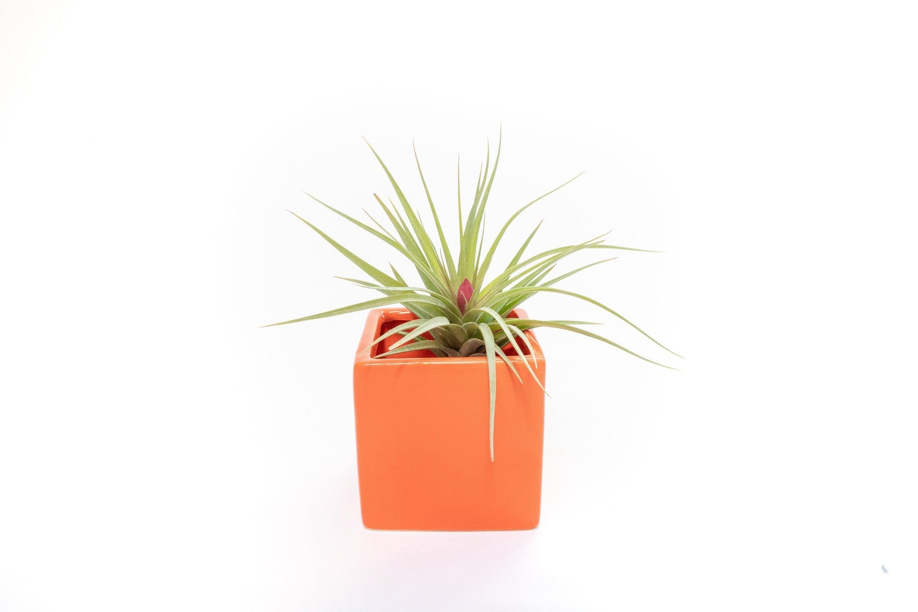 Naranja Orange Ceramic Cube Container with Custom Tillandsia Air Plant-The Succulent Source