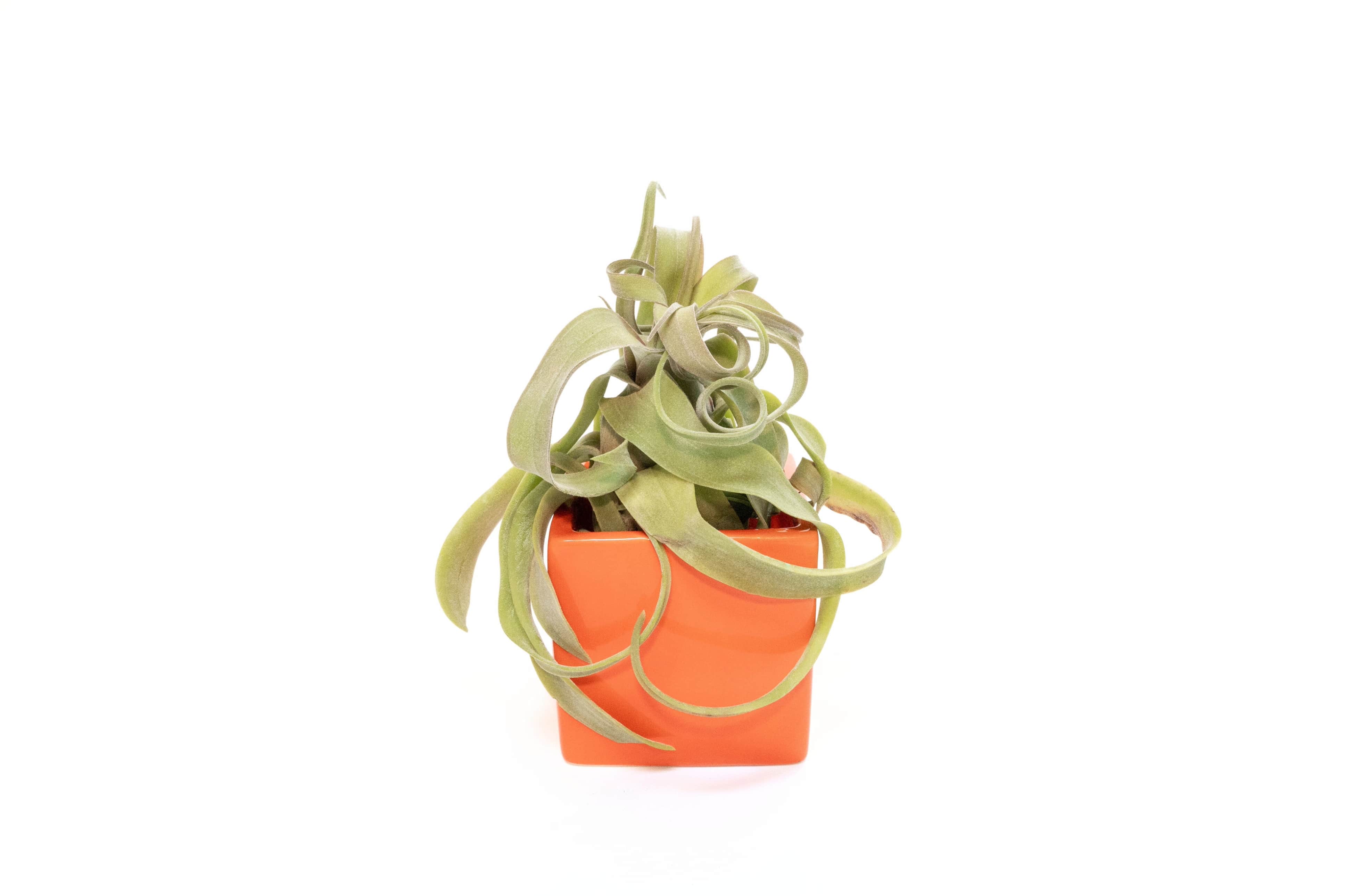 Naranja Orange Ceramic Cube Container with Custom Tillandsia Air Plant-The Succulent Source