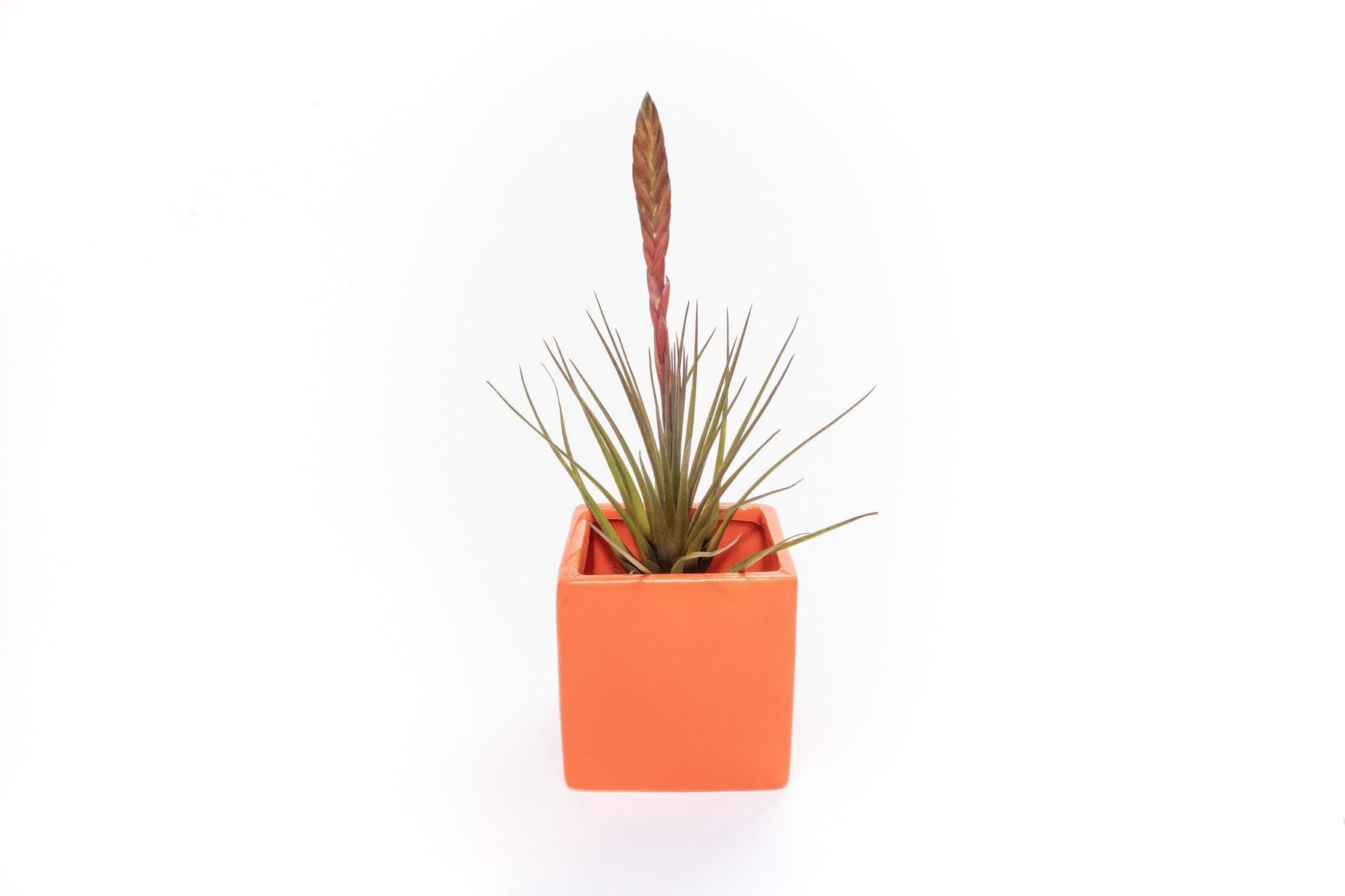 Naranja Orange Ceramic Cube Container with Large Assorted Tillandsia Air Plants-The Succulent Source