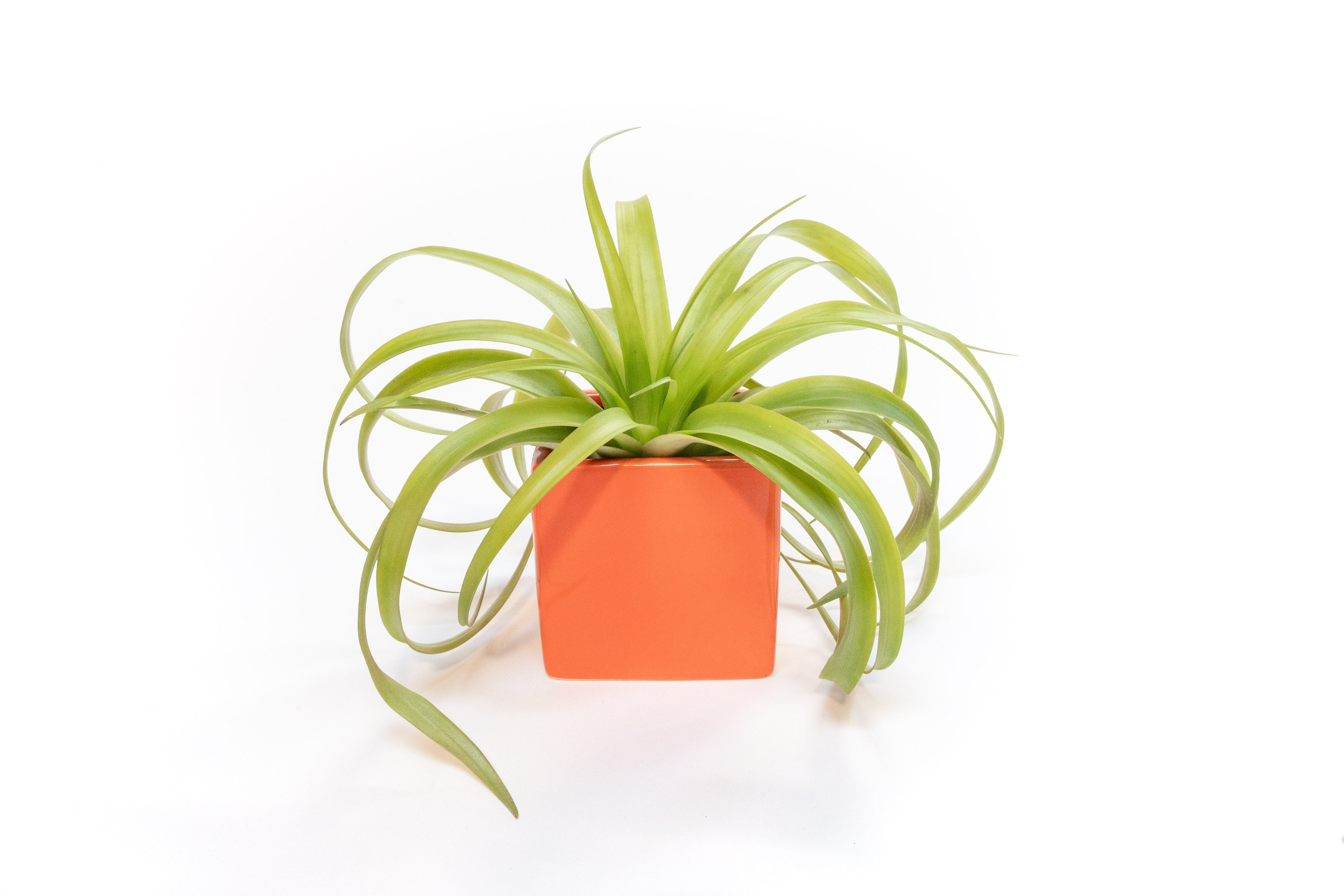 Naranja Orange Ceramic Cube Container with Large Assorted Tillandsia Air Plants-The Succulent Source