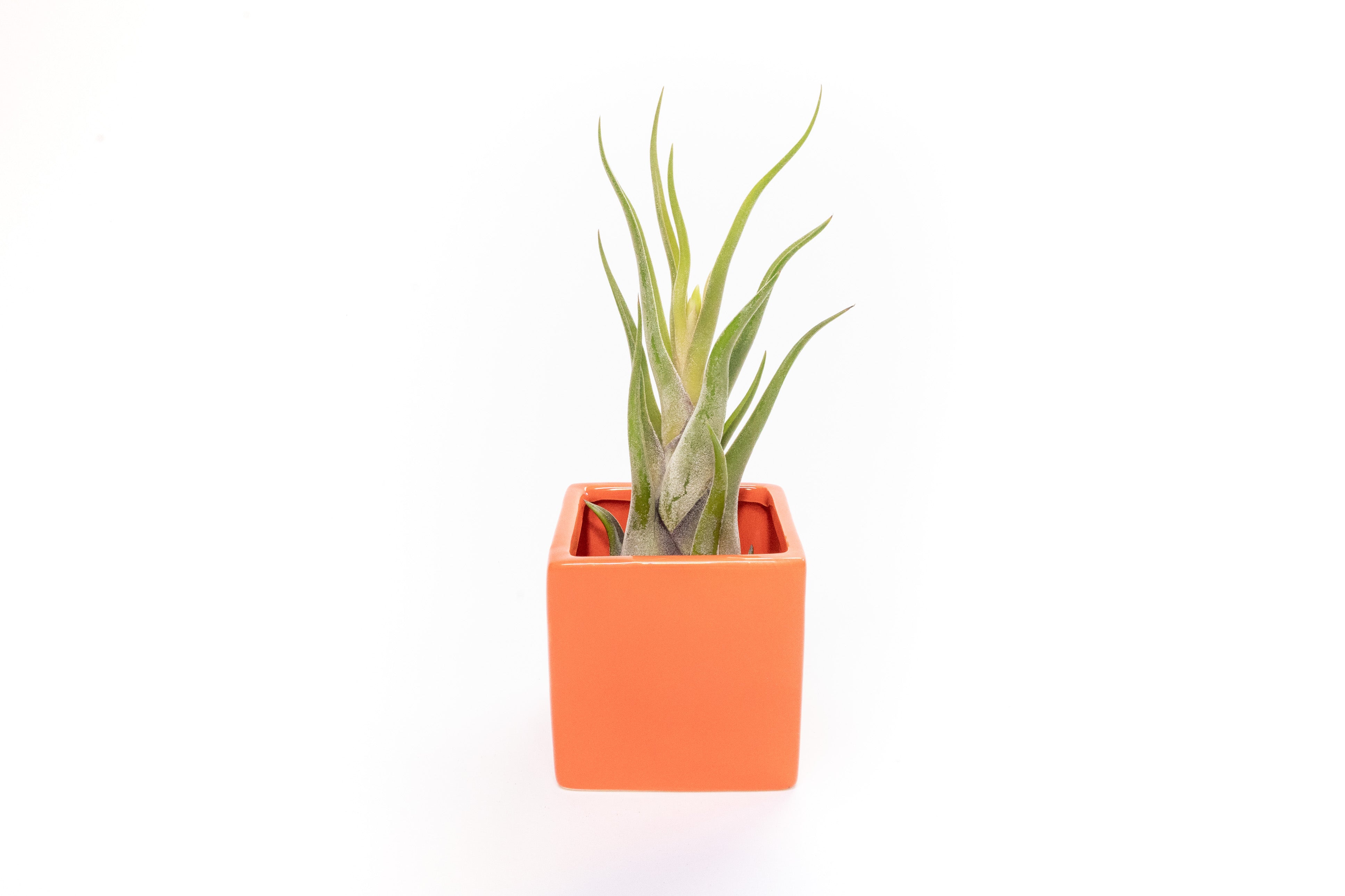 Naranja Orange Ceramic Cube Container with Large Assorted Tillandsia Air Plants-The Succulent Source