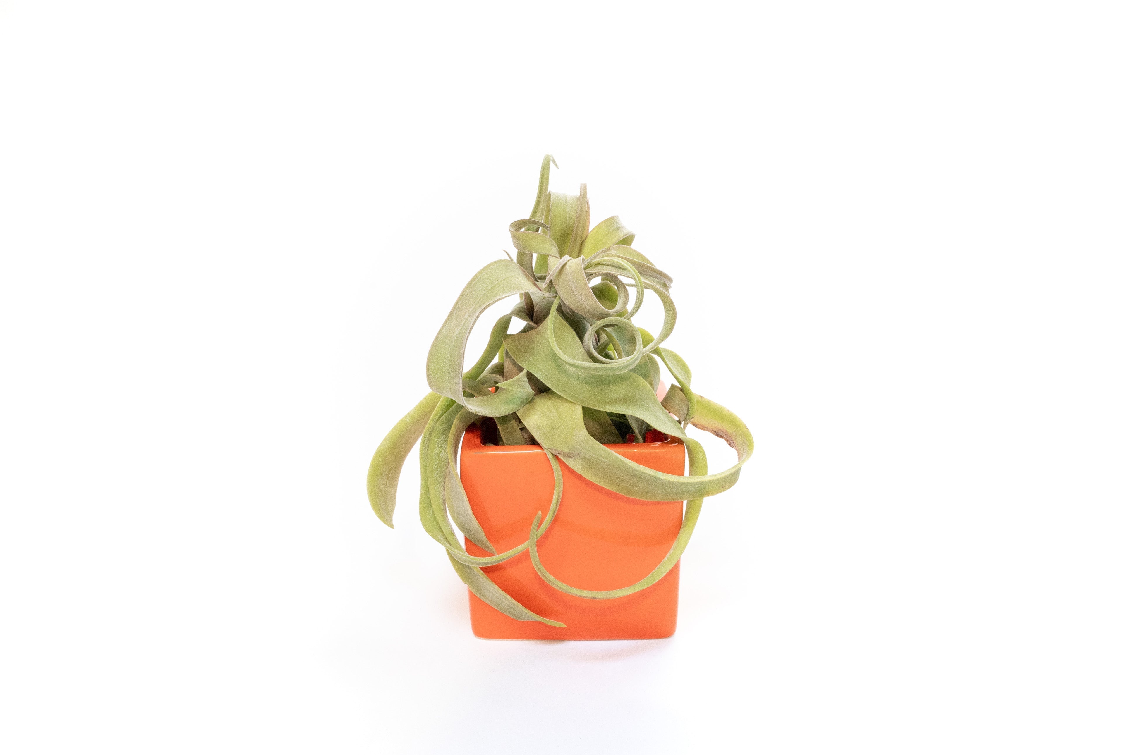 Naranja Orange Ceramic Cube Container with Large Assorted Tillandsia Air Plants-The Succulent Source