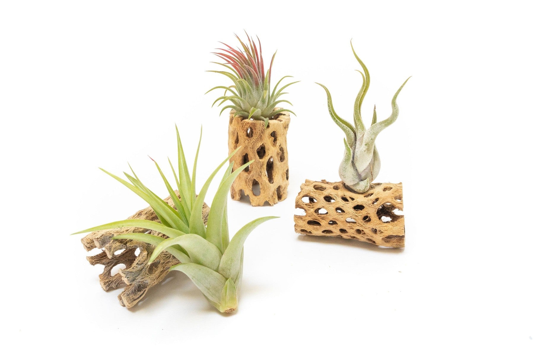 Natural Cholla Wood Container - 3 Inches Tall with Assorted Tillandsia Air Plants-The Succulent Source