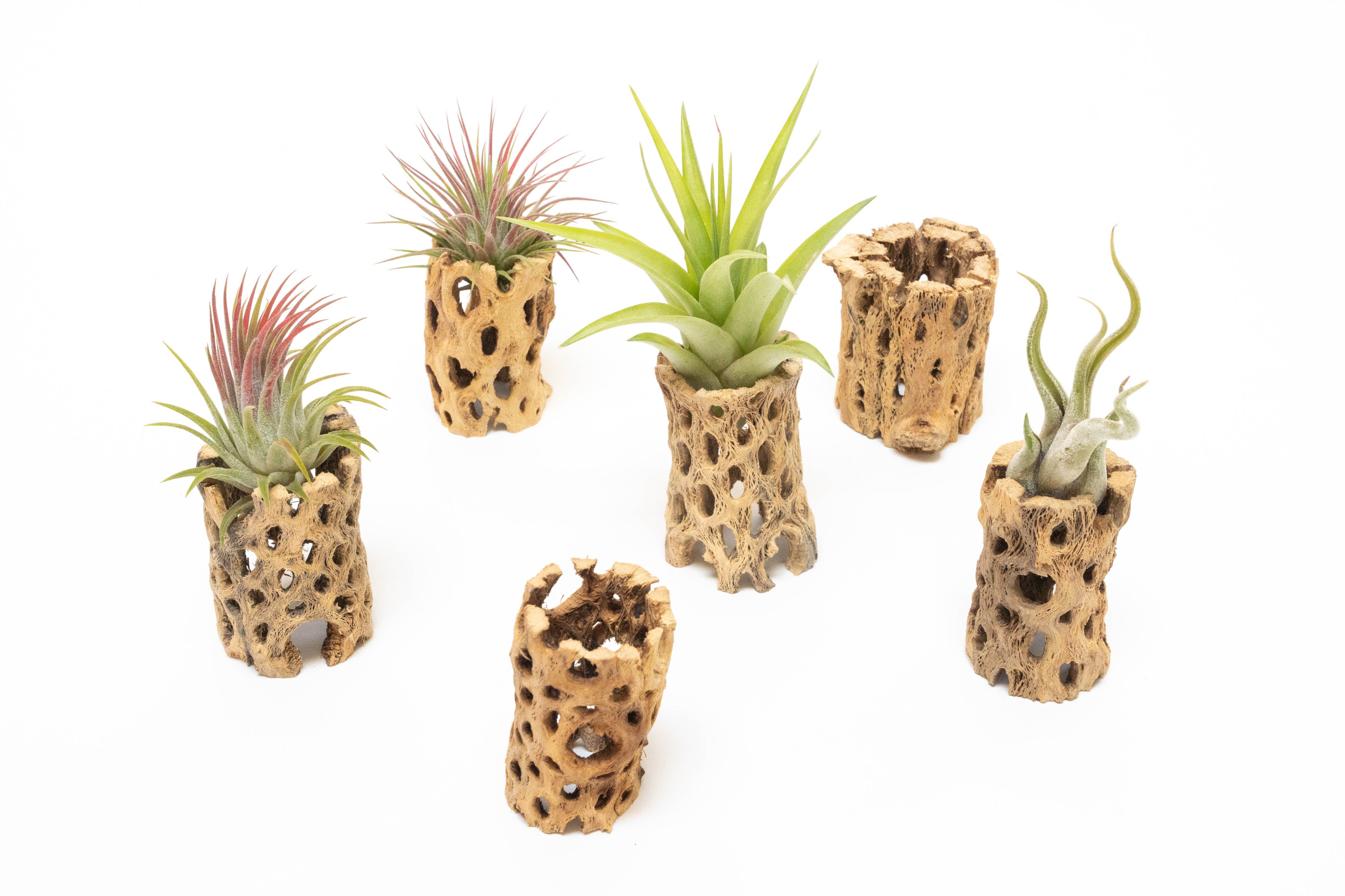 Natural Cholla Wood Container - 3 Inches Tall with Assorted Tillandsia Air Plants-The Succulent Source