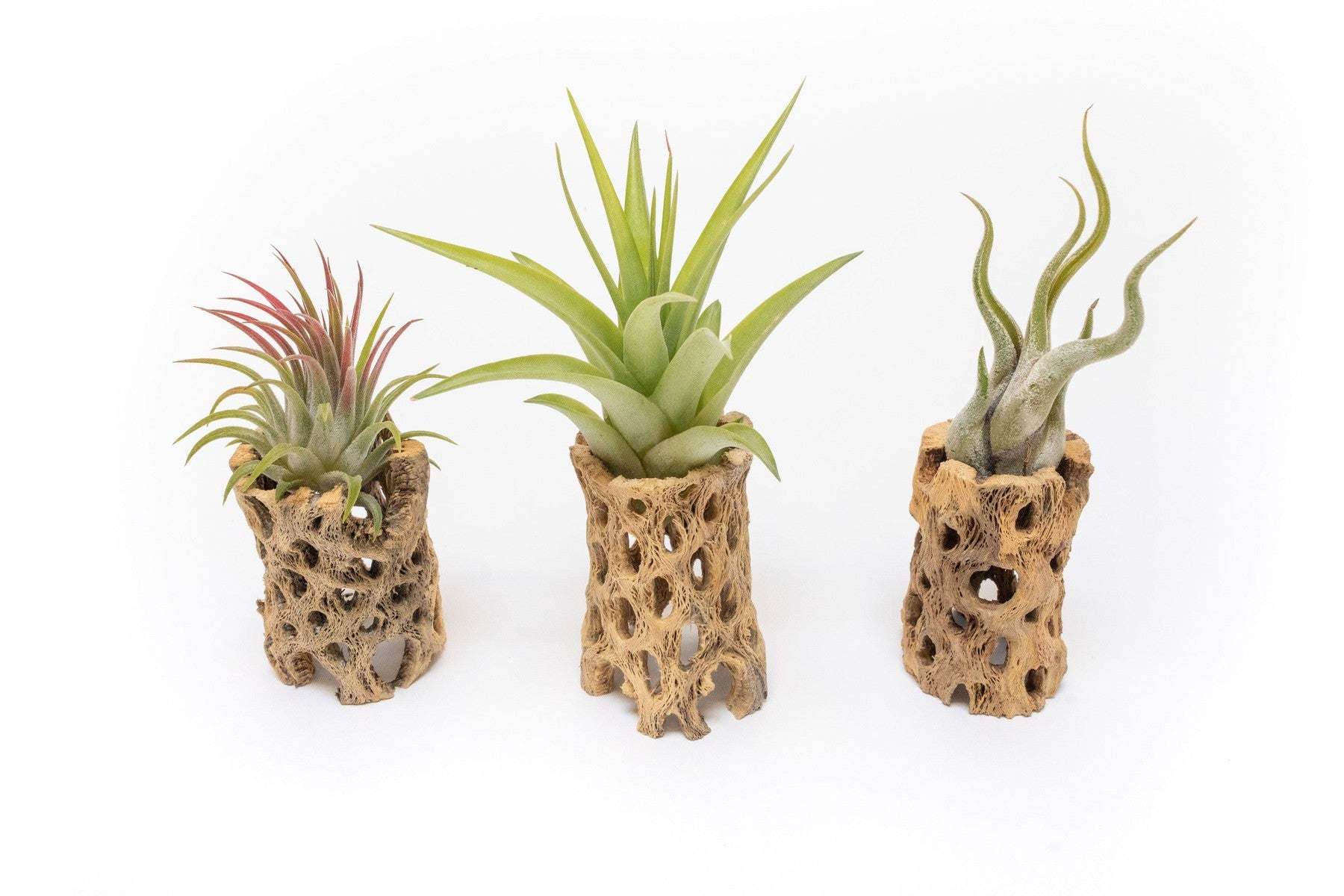 Natural Cholla Wood Container - 3 Inches Tall with Assorted Tillandsia Air Plants-The Succulent Source