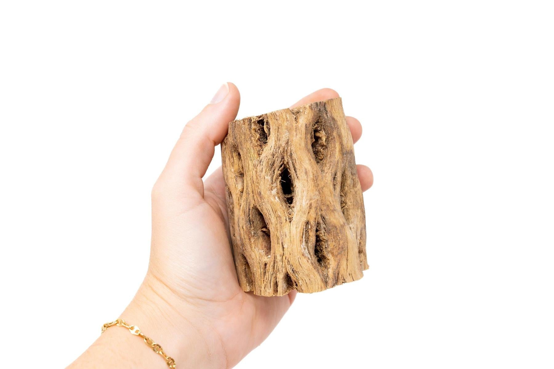 Natural Cholla Wood Container - 3 Inches Tall with Tillandsia Ionantha Air Plant-The Succulent Source