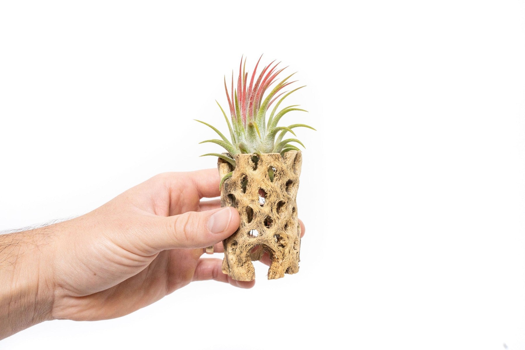 Natural Cholla Wood Container - 3 Inches Tall with Tillandsia Ionantha Air Plant-The Succulent Source