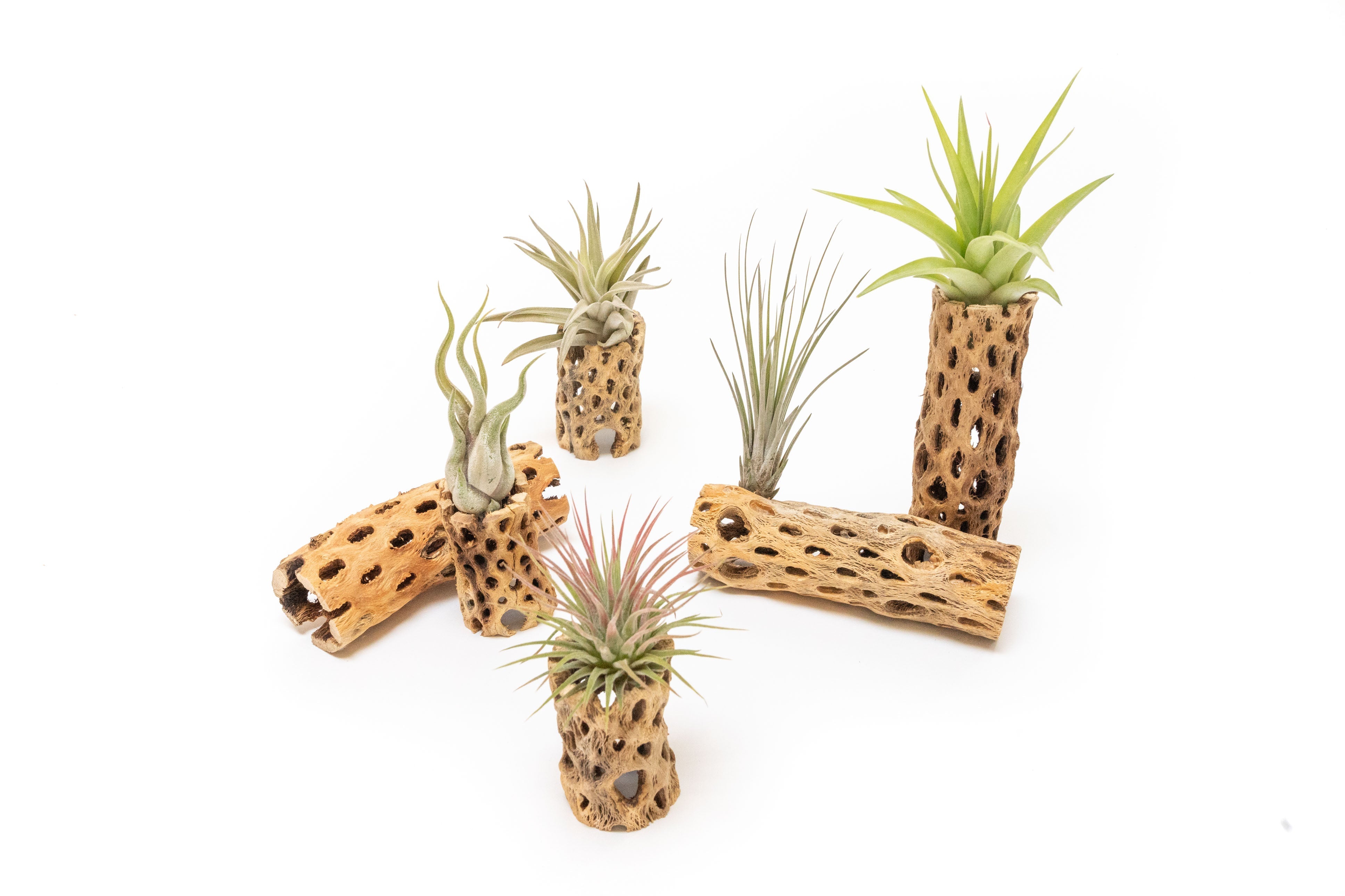 Natural Cholla Wood Container - 6 Inches Tall-The Succulent Source