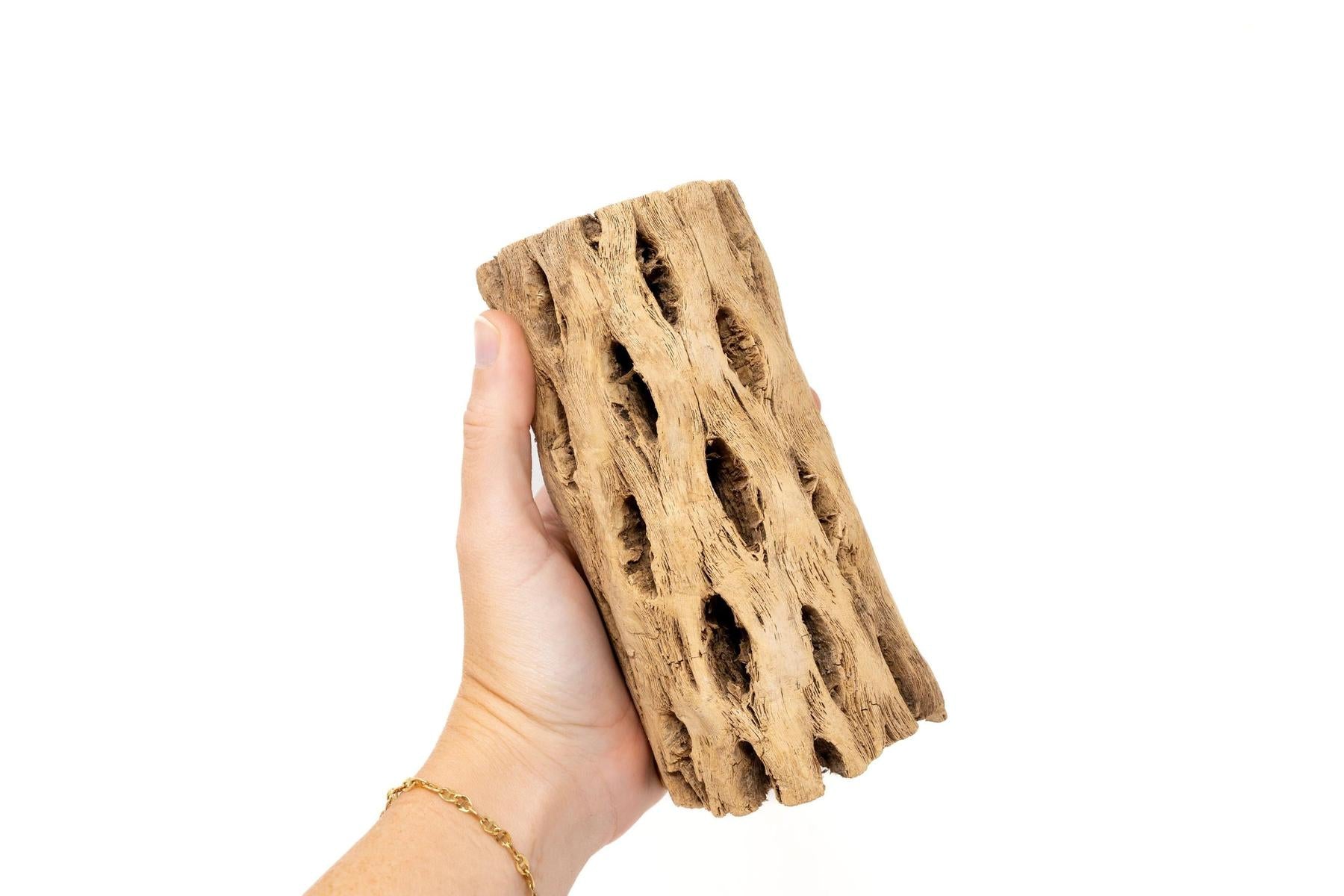 Natural Cholla Wood Container - 6 Inches Tall with Tillandsia Assorted Air Plants-The Succulent Source