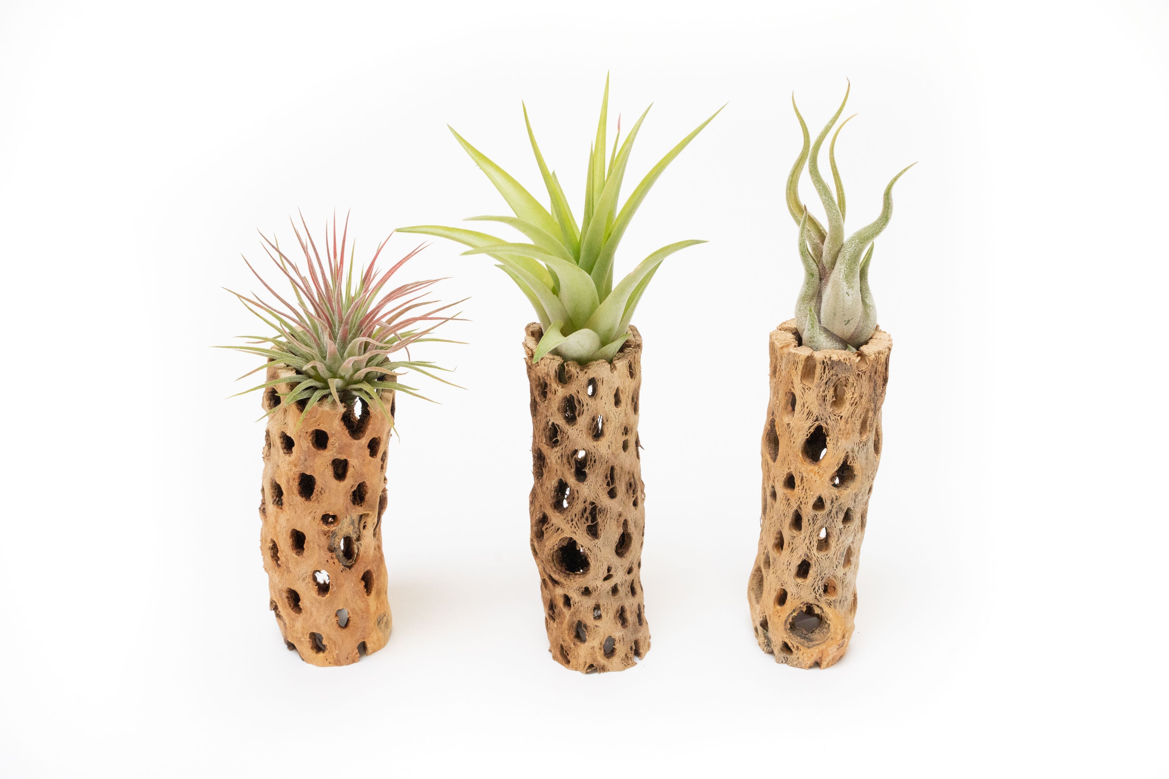 Natural Cholla Wood Container - 6 Inches Tall with Tillandsia Assorted Air Plants-The Succulent Source