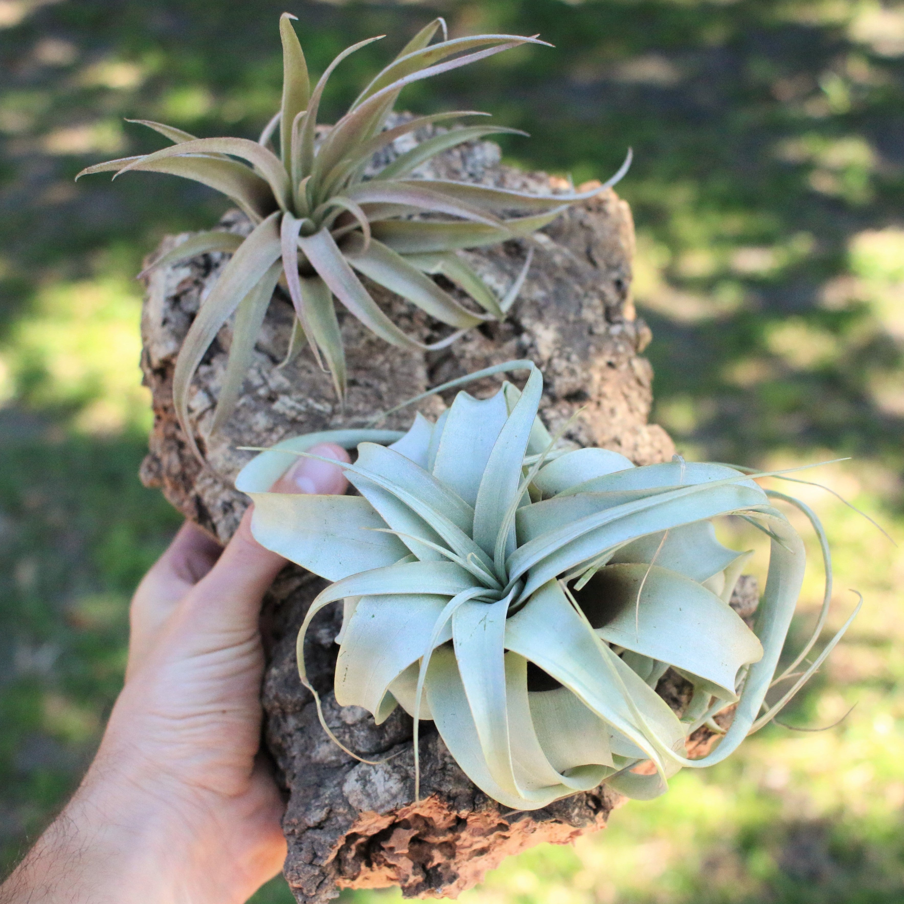 Natural Cork Bark Displays & Waterproof Glue - Create a Unique Vertical Garden Display!-gift-The Succulent Source