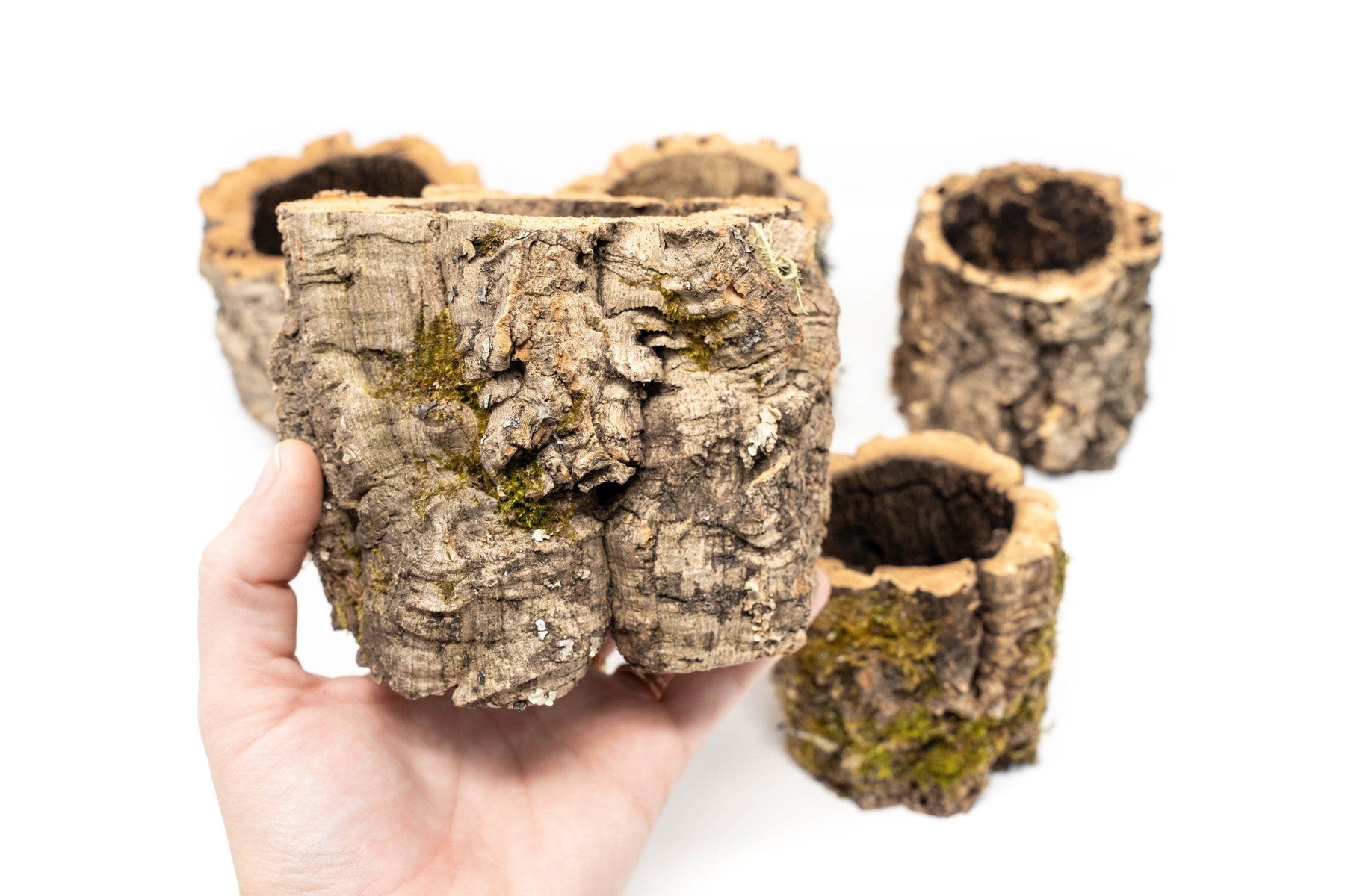 Natural Cork Bark Planters-terrarium-The Succulent Source