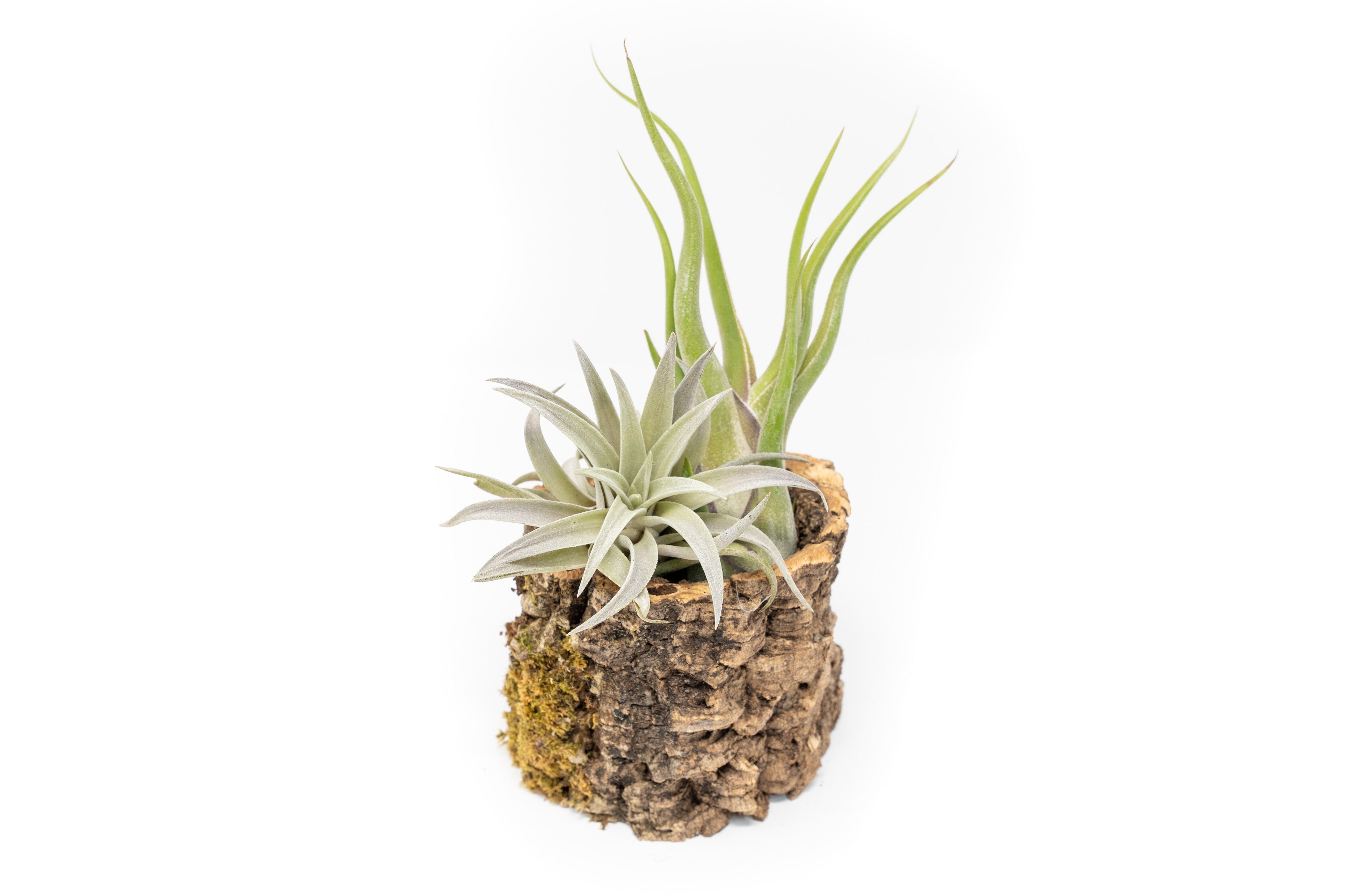 Natural Cork Bark Planters-terrarium-The Succulent Source