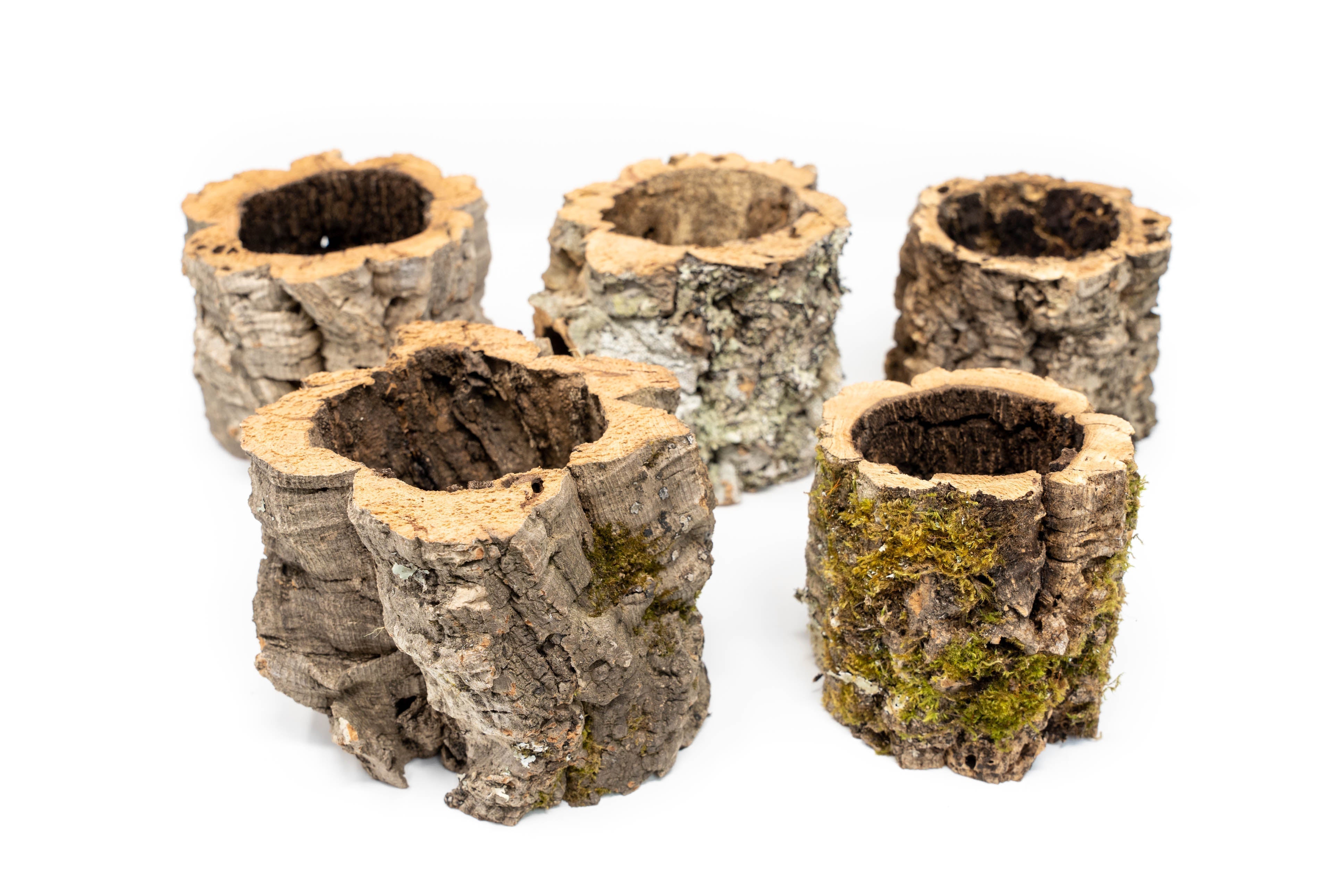 Natural Cork Bark Planters-terrarium-The Succulent Source