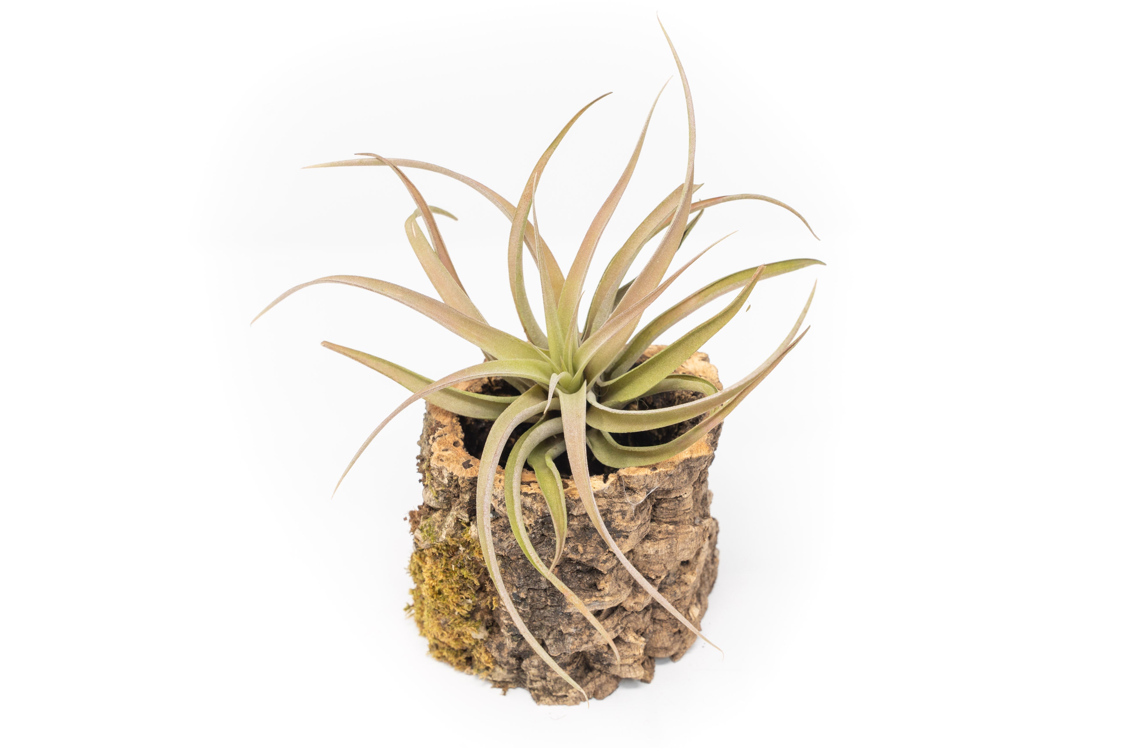 Natural Cork Bark Planters with Assorted Tillandsia Air Plants-terrarium-The Succulent Source