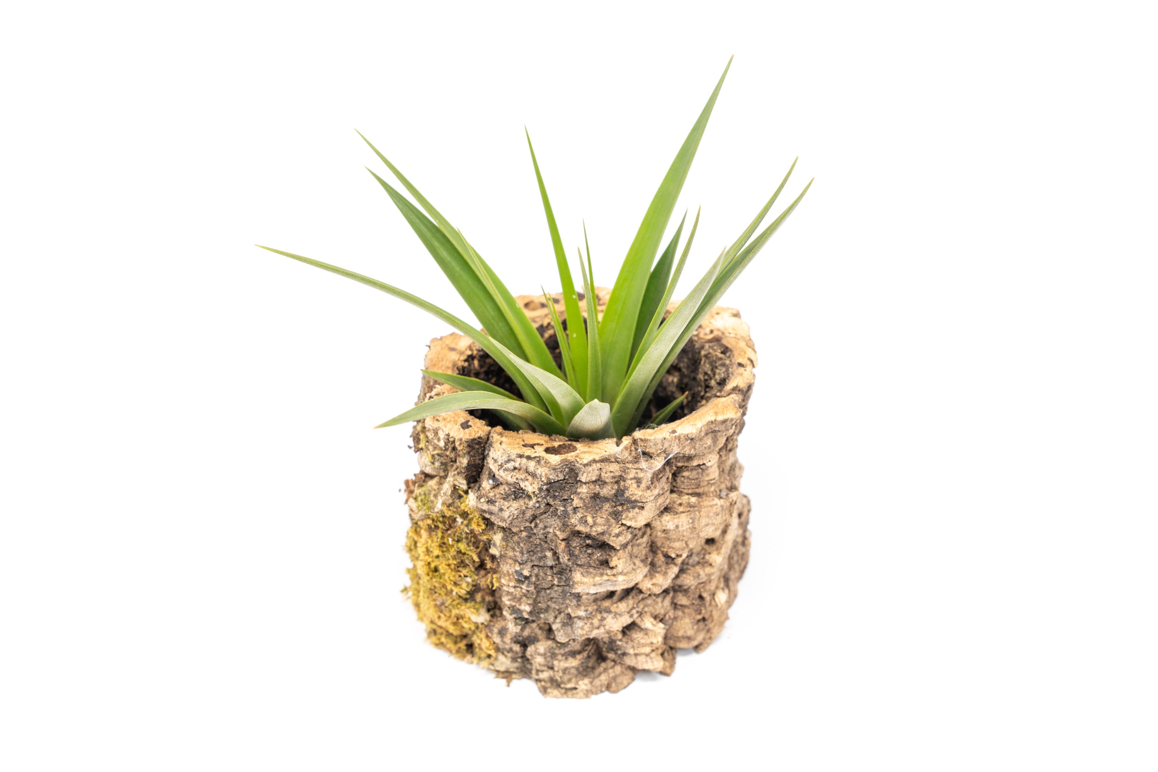 Natural Cork Bark Planters with Assorted Tillandsia Air Plants-terrarium-The Succulent Source