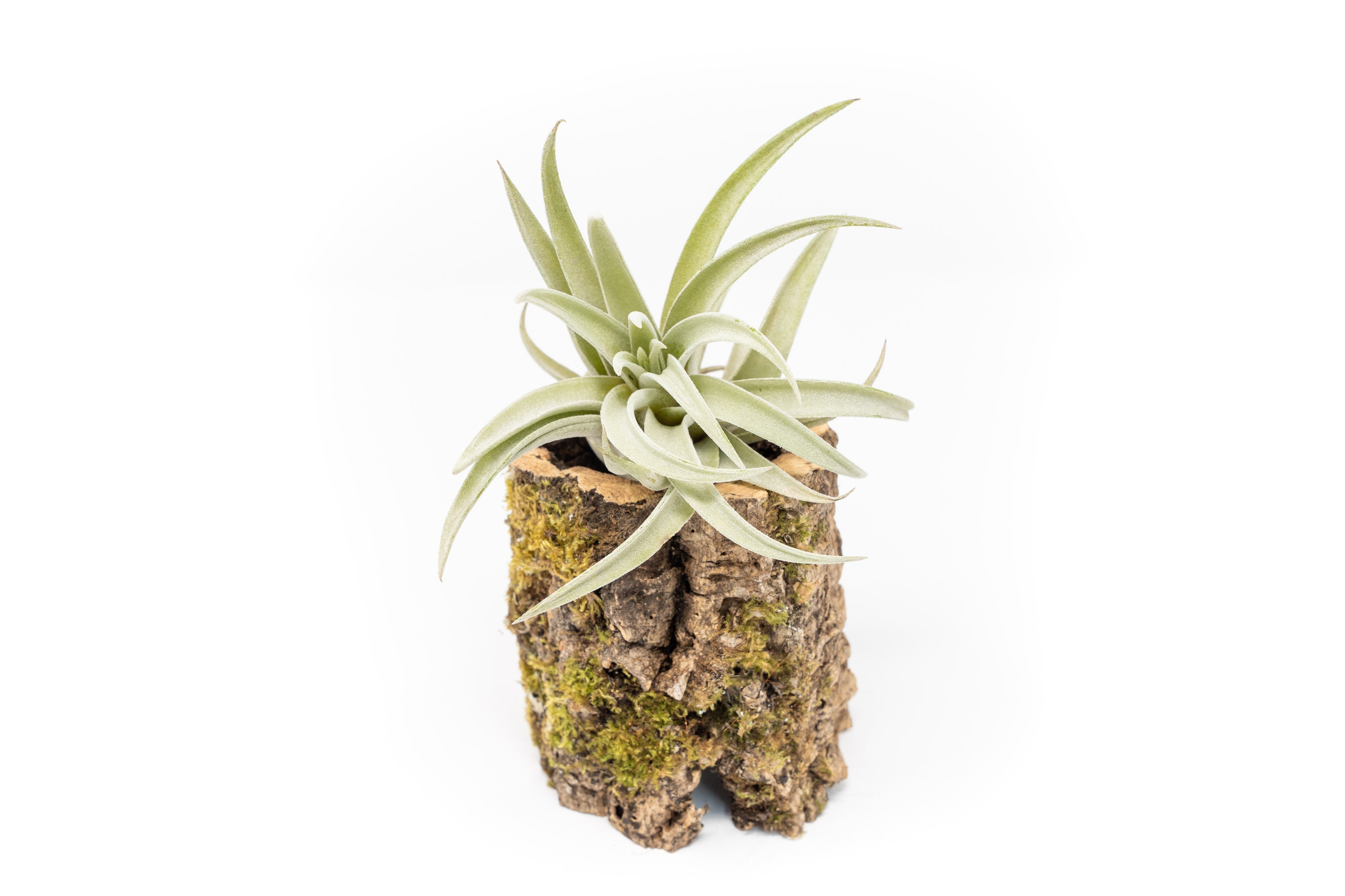 Natural Cork Bark Planters with Assorted Tillandsia Air Plants-terrarium-The Succulent Source