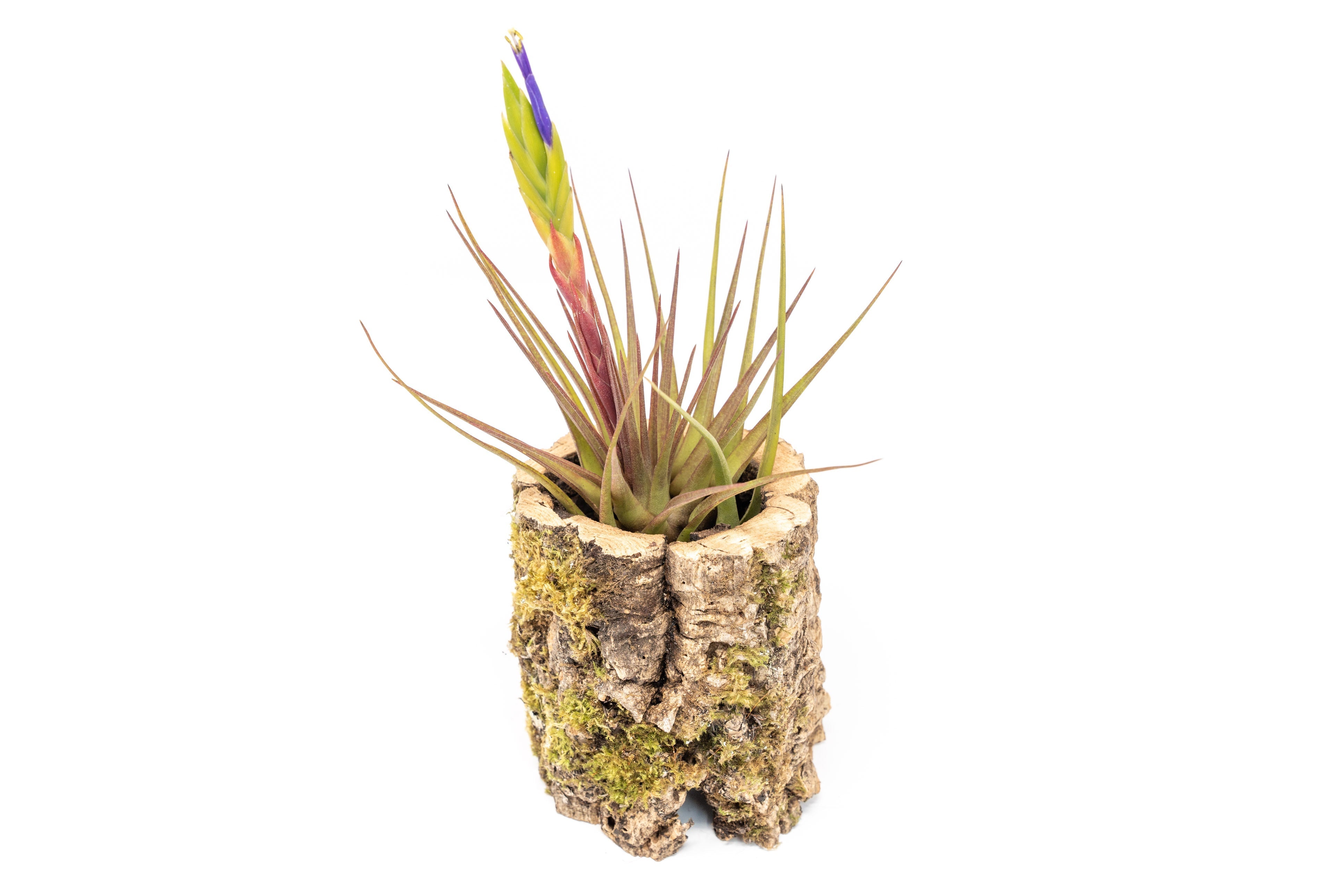 Natural Cork Bark Planters with Assorted Tillandsia Air Plants-terrarium-The Succulent Source