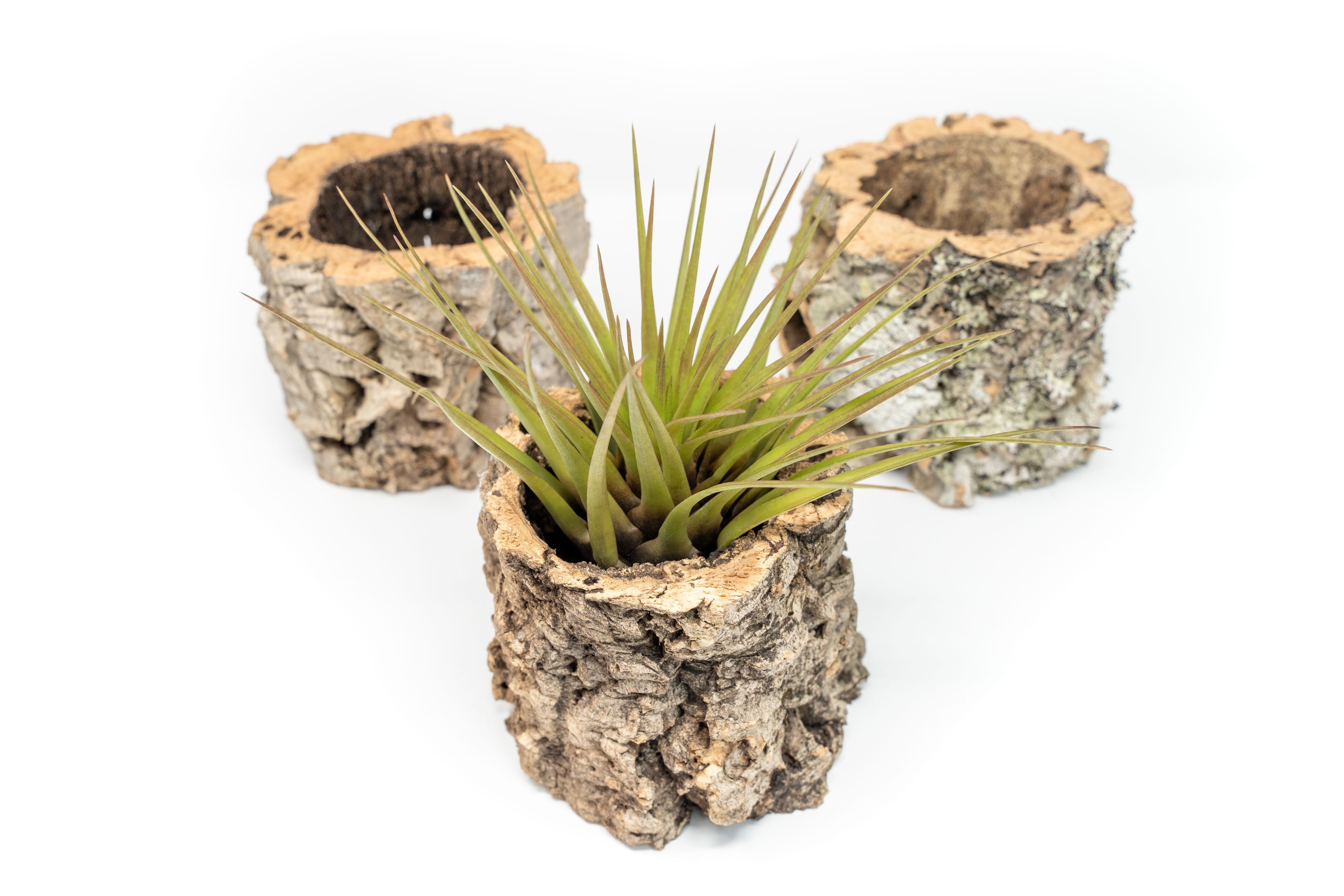 Natural Cork Bark Planters with Assorted Tillandsia Air Plants-terrarium-The Succulent Source