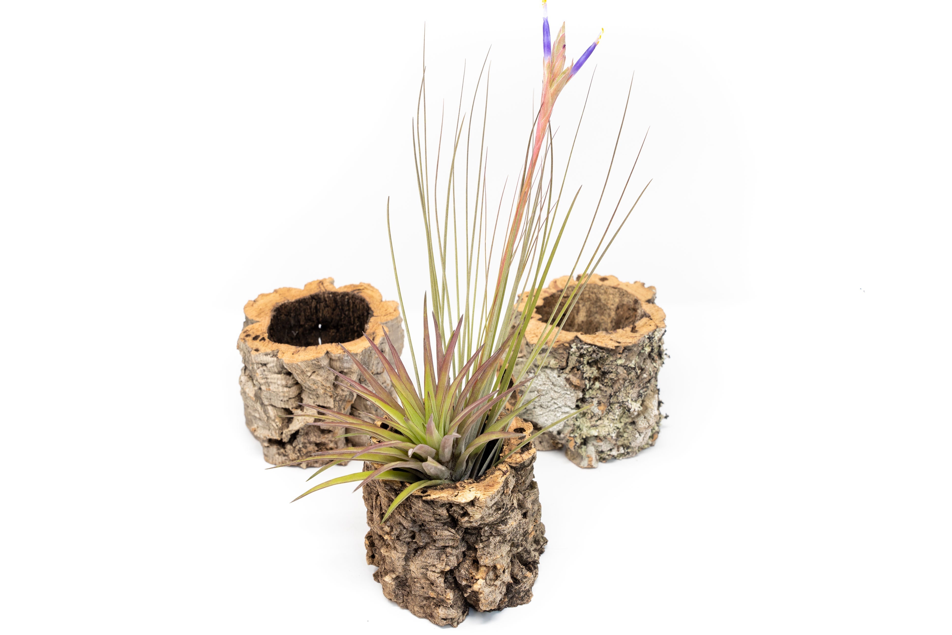 Natural Cork Bark Planters with Assorted Tillandsia Air Plants-terrarium-The Succulent Source