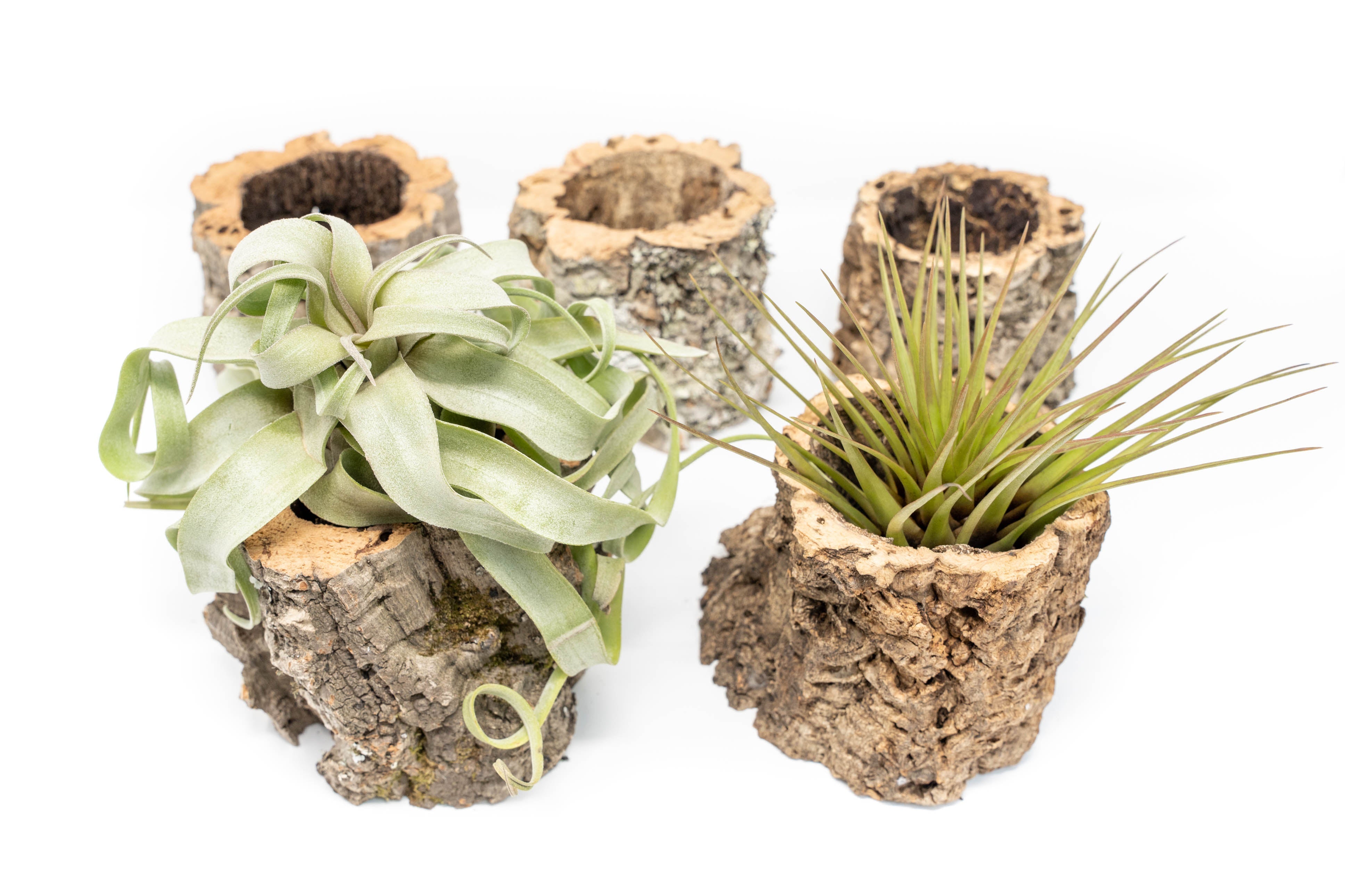 Natural Cork Bark Planters with Assorted Tillandsia Air Plants-terrarium-The Succulent Source