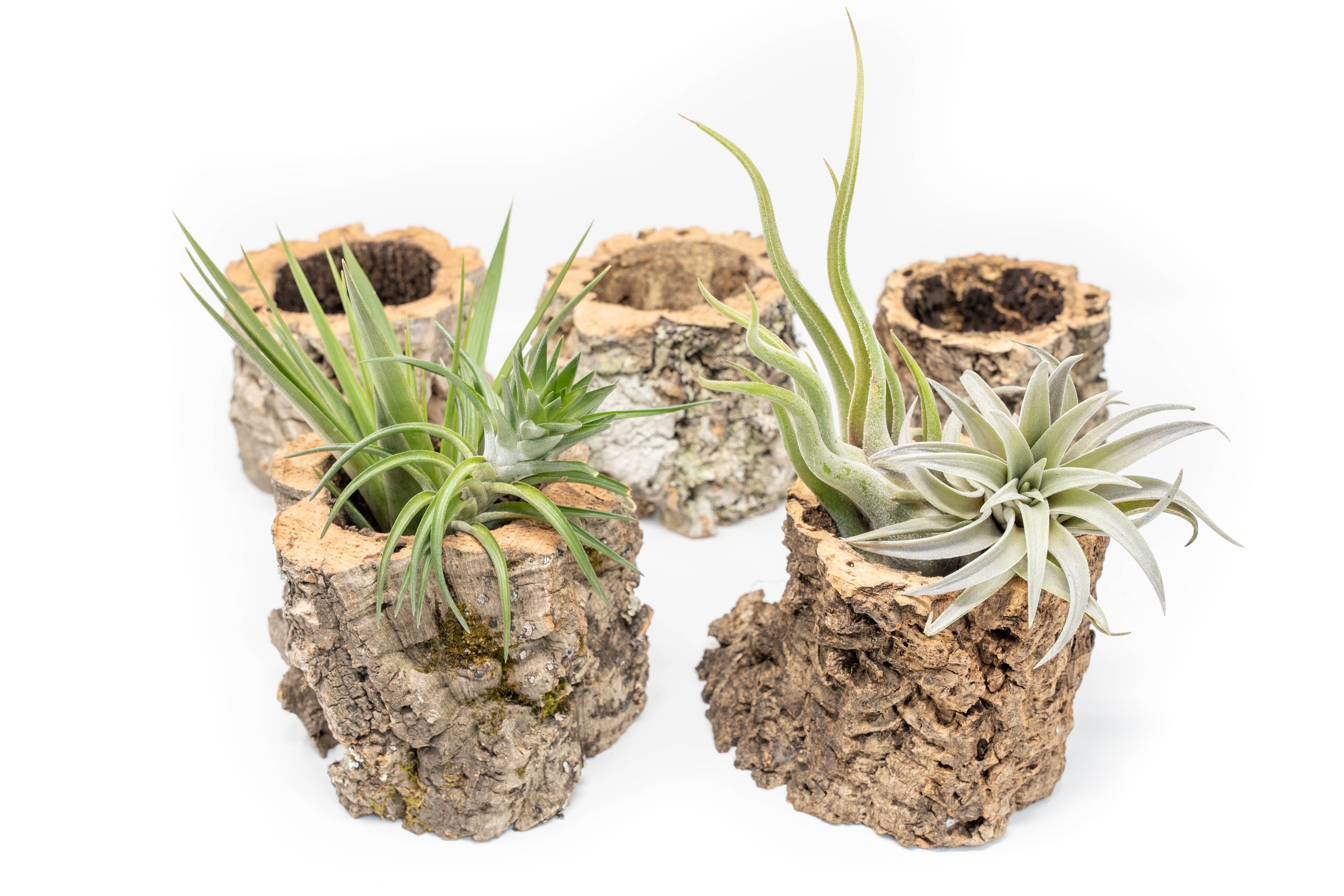 Natural Cork Bark Planters with Assorted Tillandsia Air Plants-terrarium-The Succulent Source