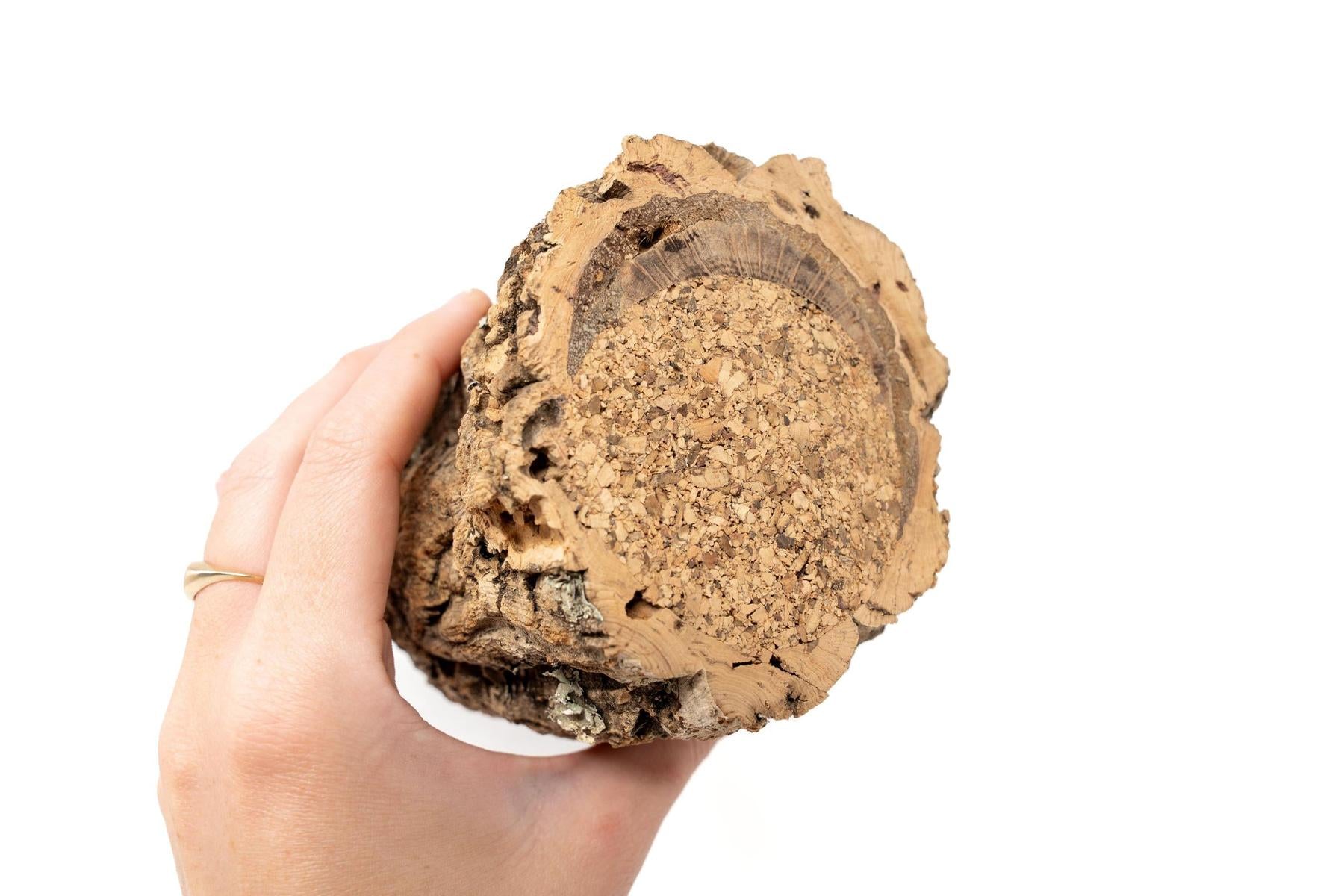 Natural Cork Bark Planters with Mini Tillandsia Xerographica Air Plant-terrarium-The Succulent Source