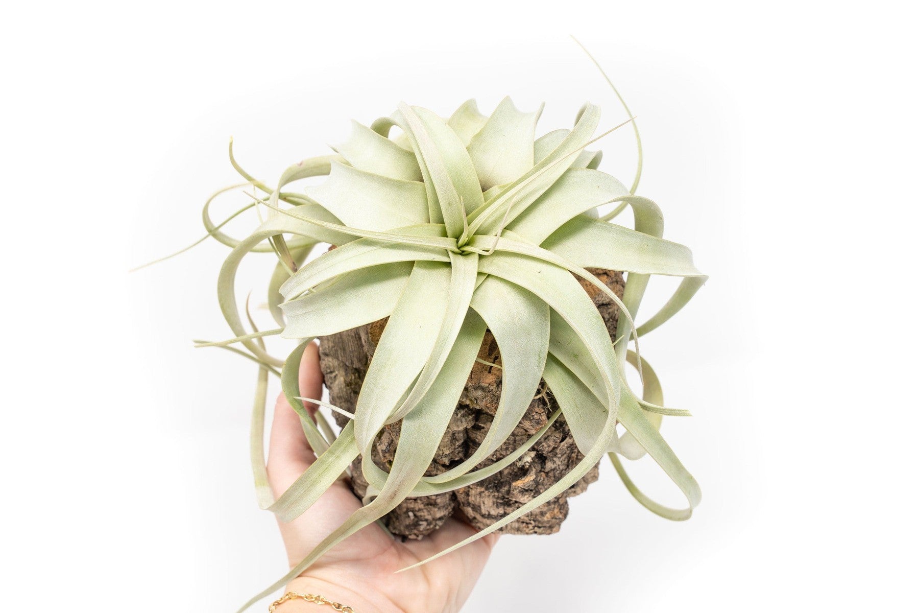 Natural Cork Bark Planters with Mini Tillandsia Xerographica Air Plant-terrarium-The Succulent Source